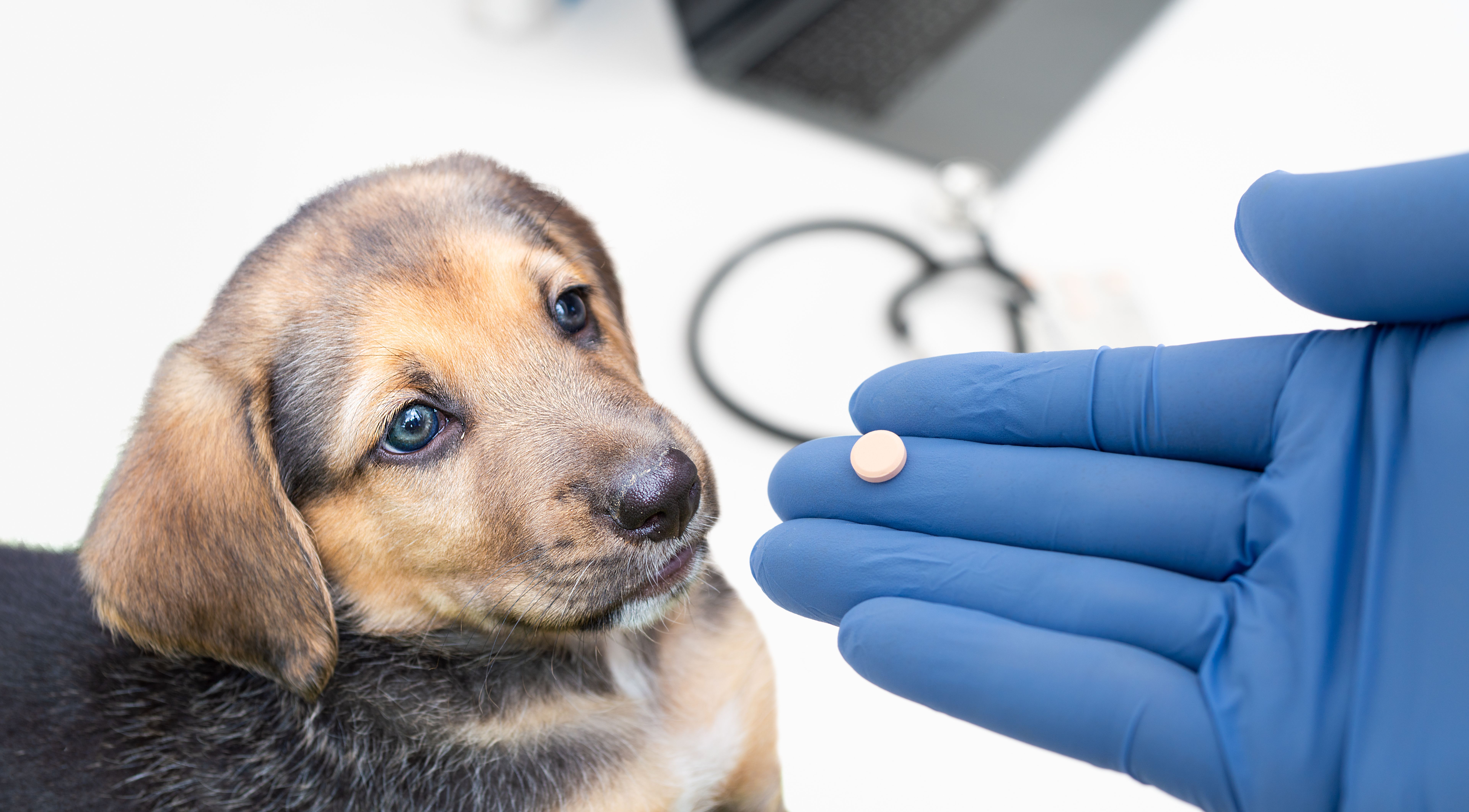 dog health check