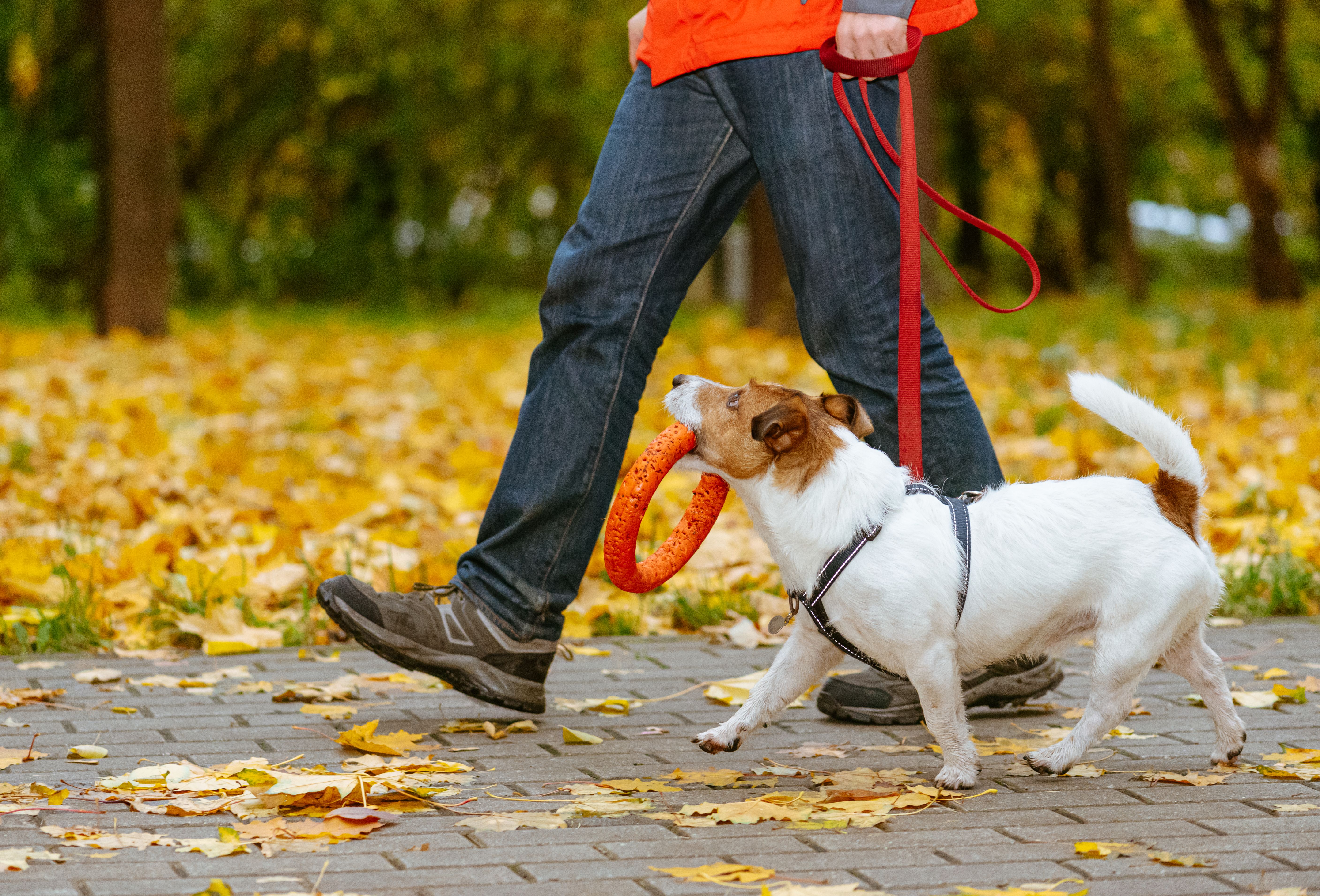 fall pet care