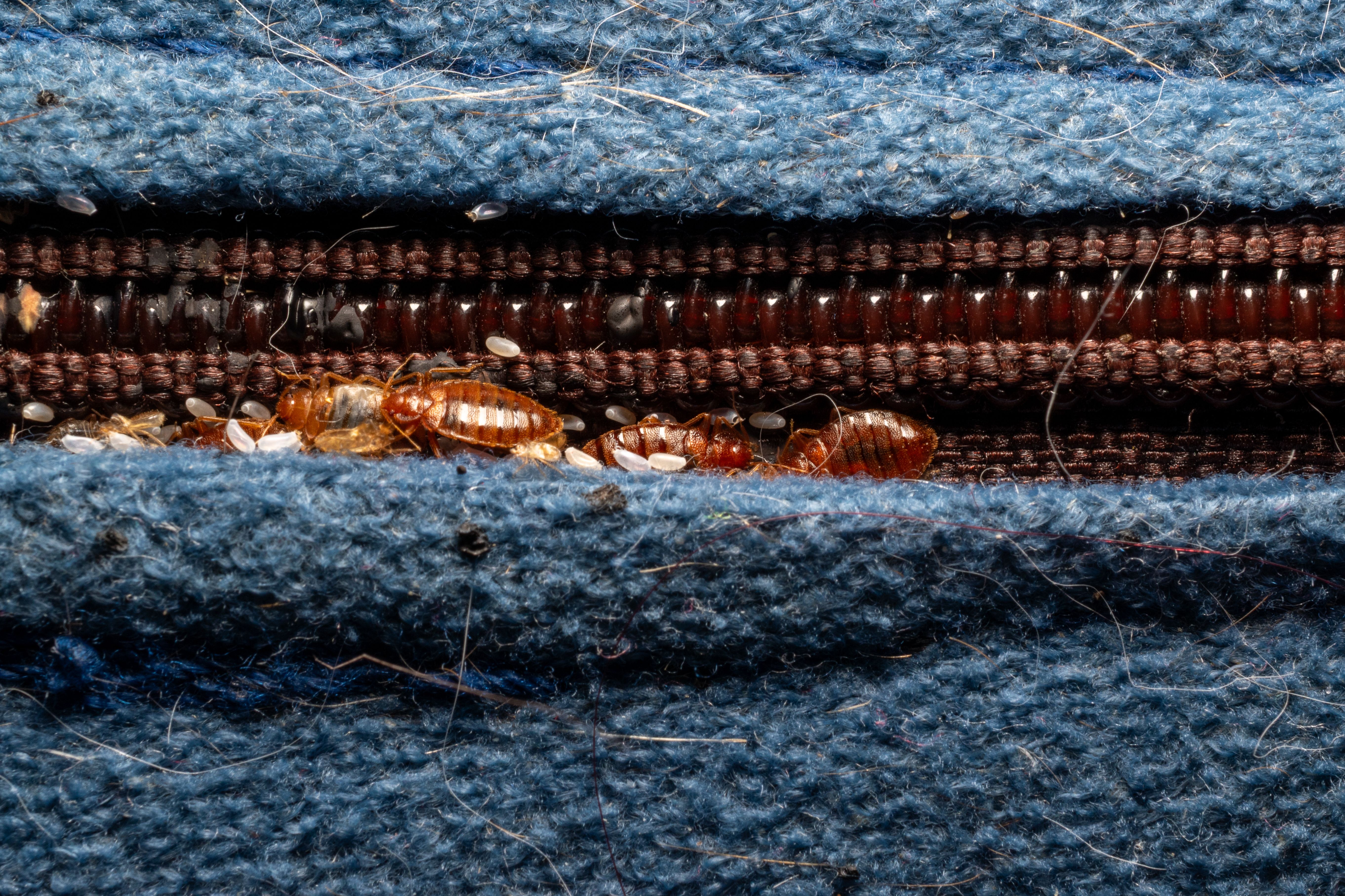bed bug closeup