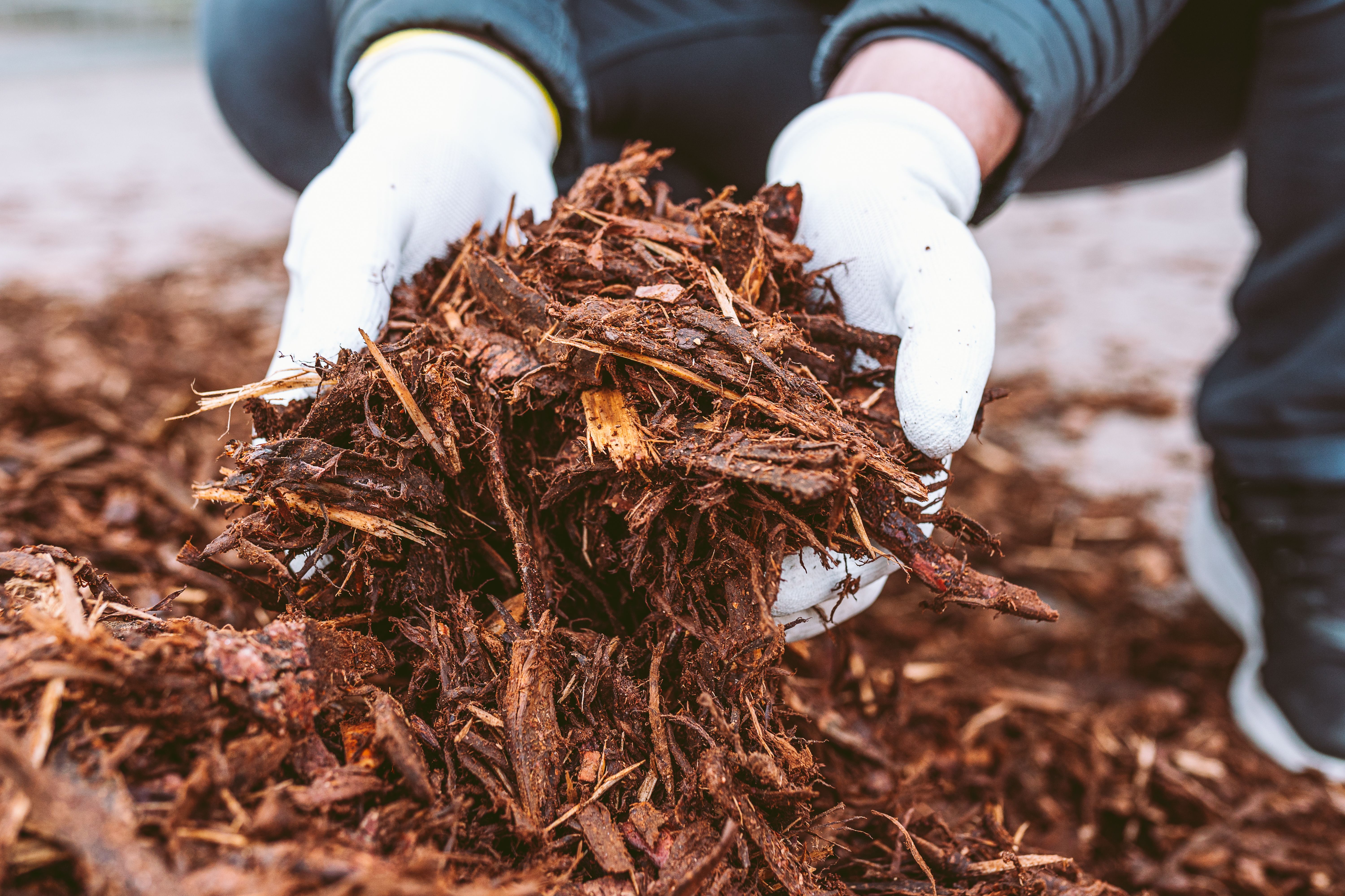 tree care mulch