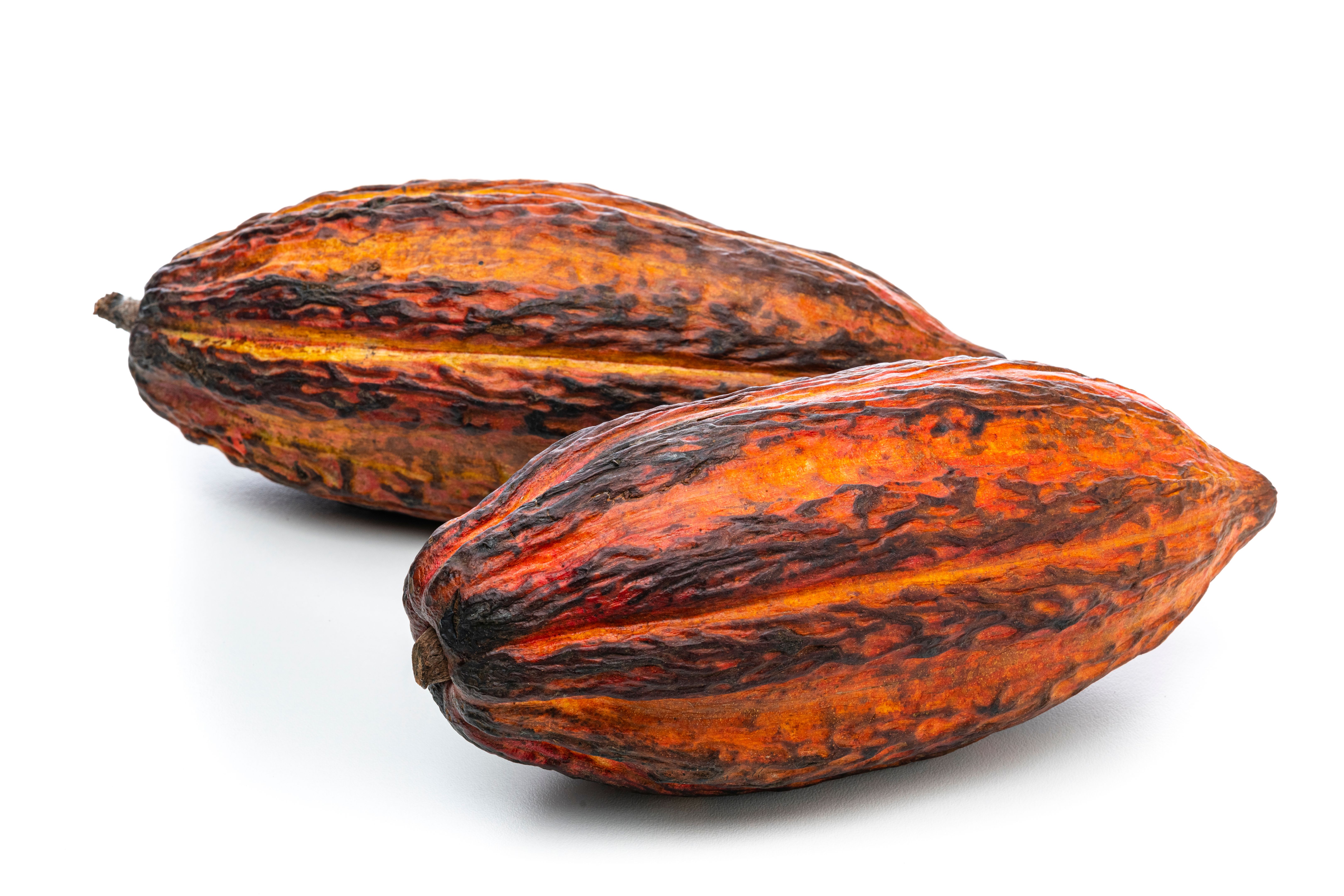 cocoa pods