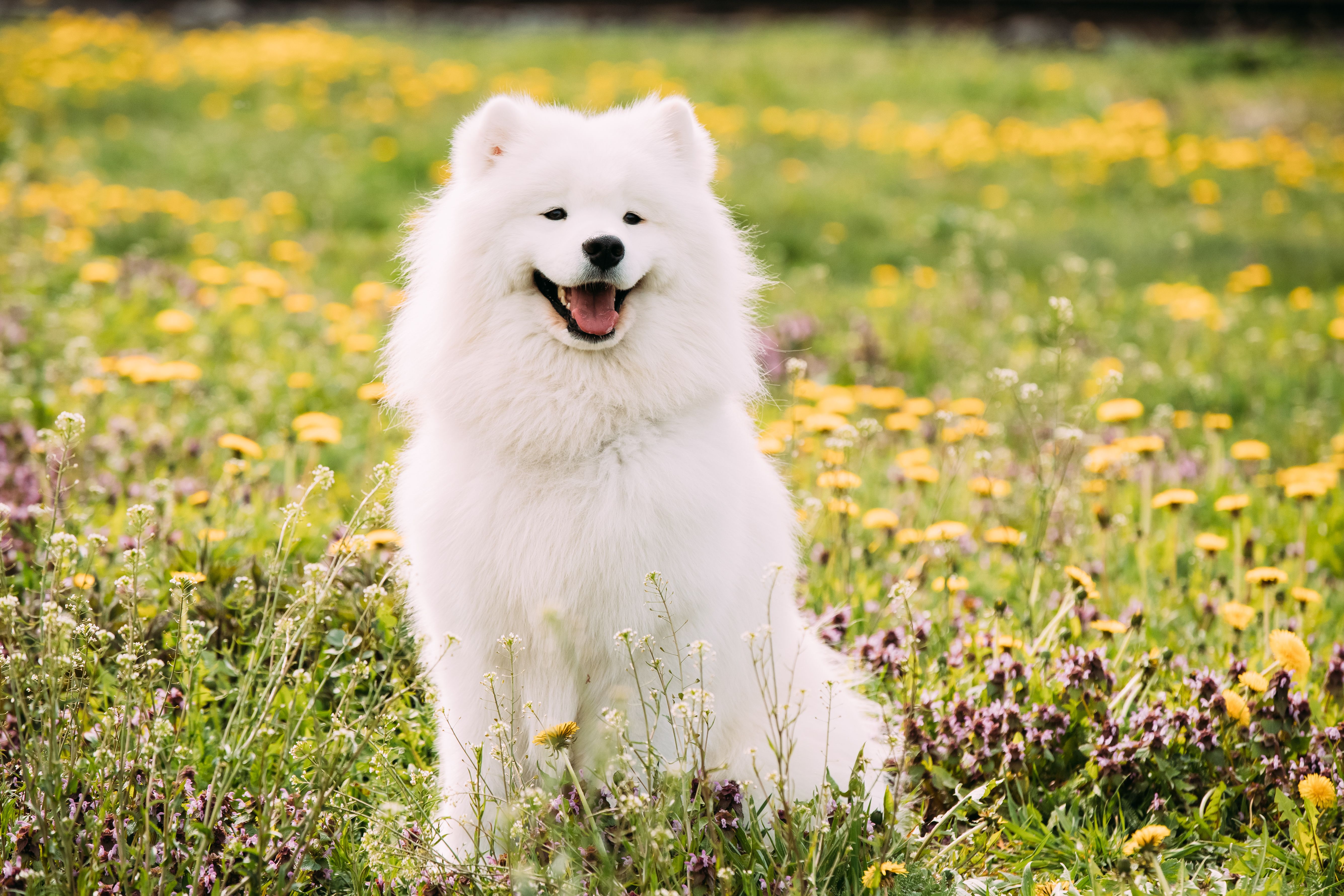 samoyed dog