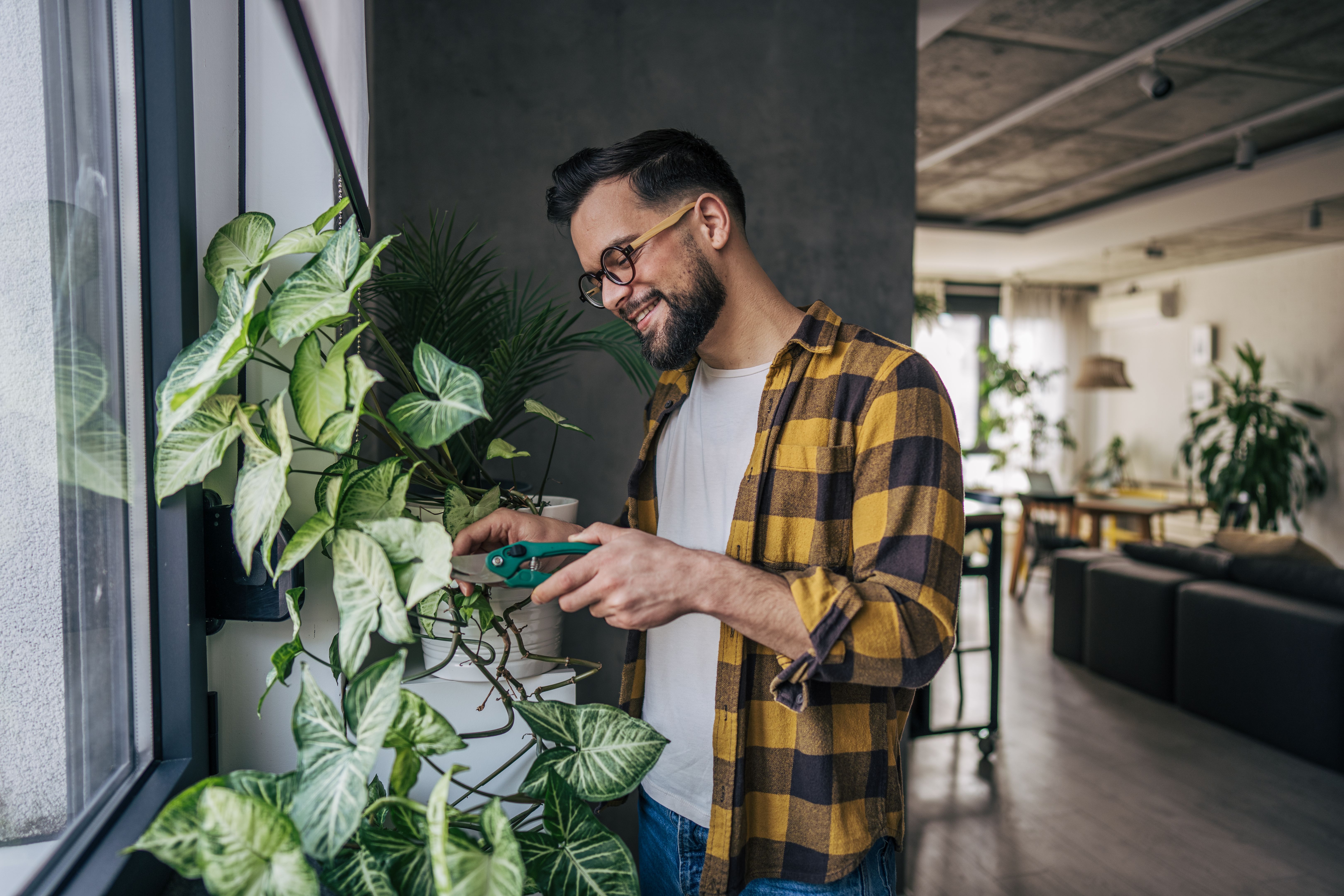 A young man pruning his plant by the window with focus and care A young man pruning his plant by the window with focus and care