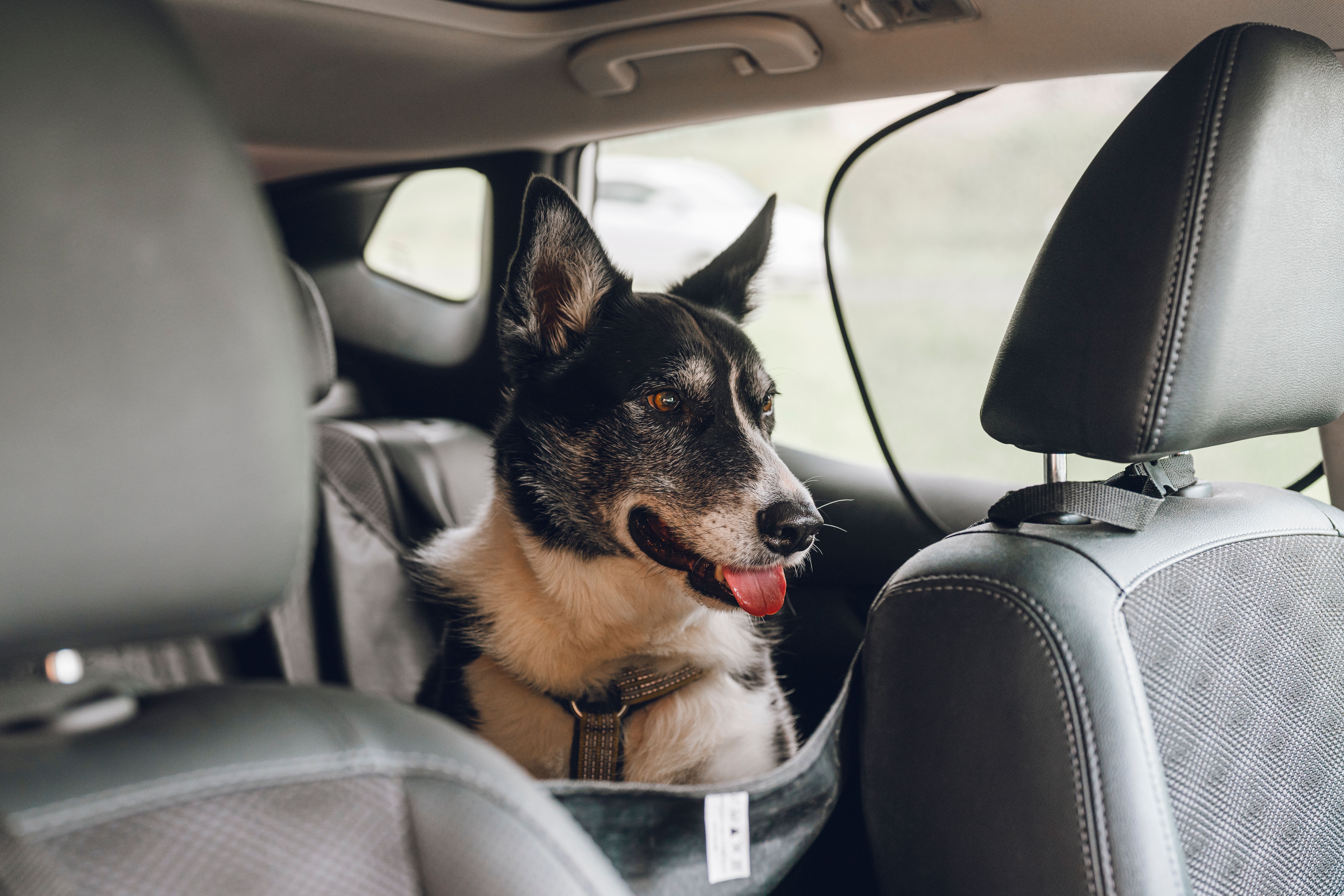 pet travel