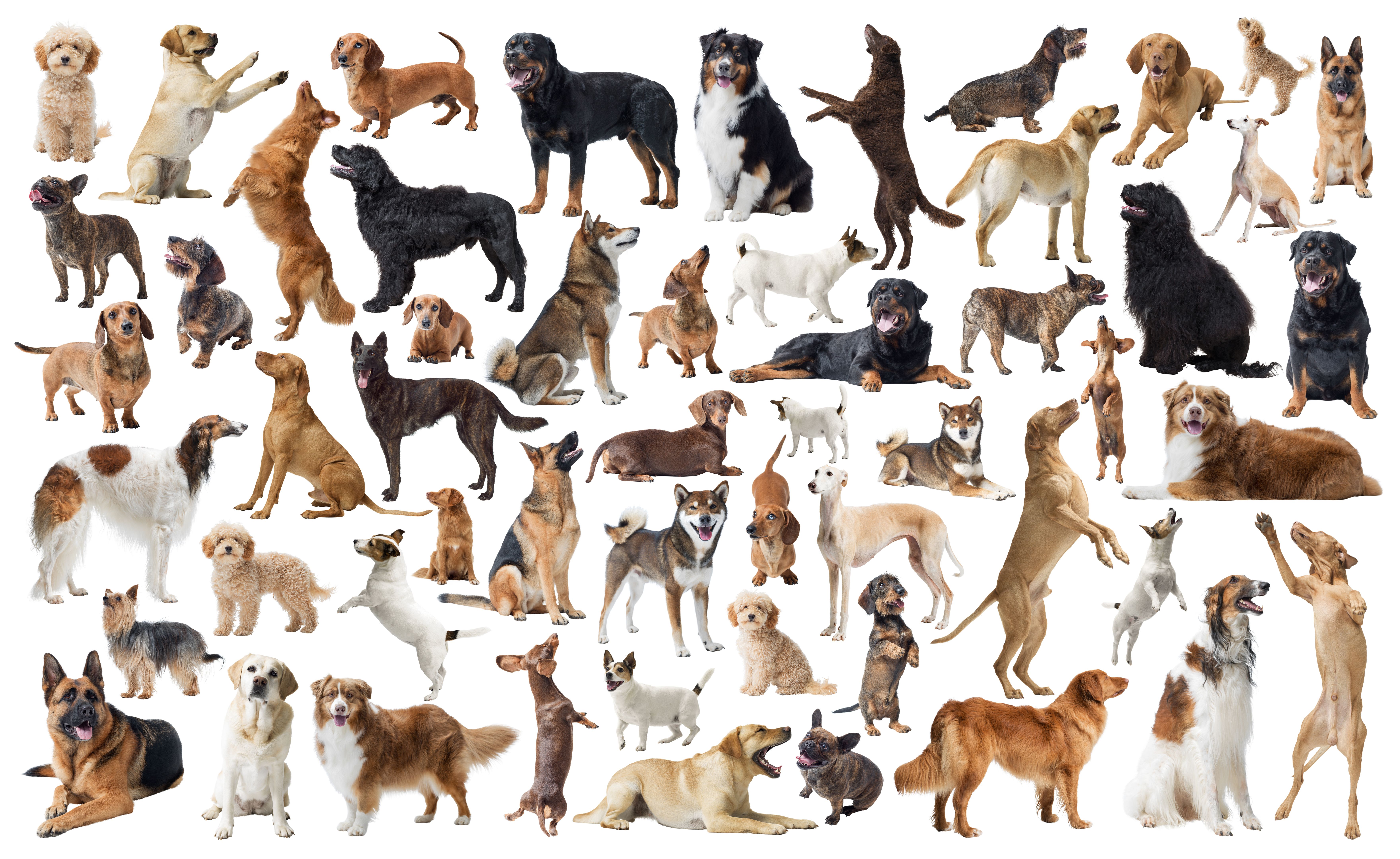 dog breeding contract