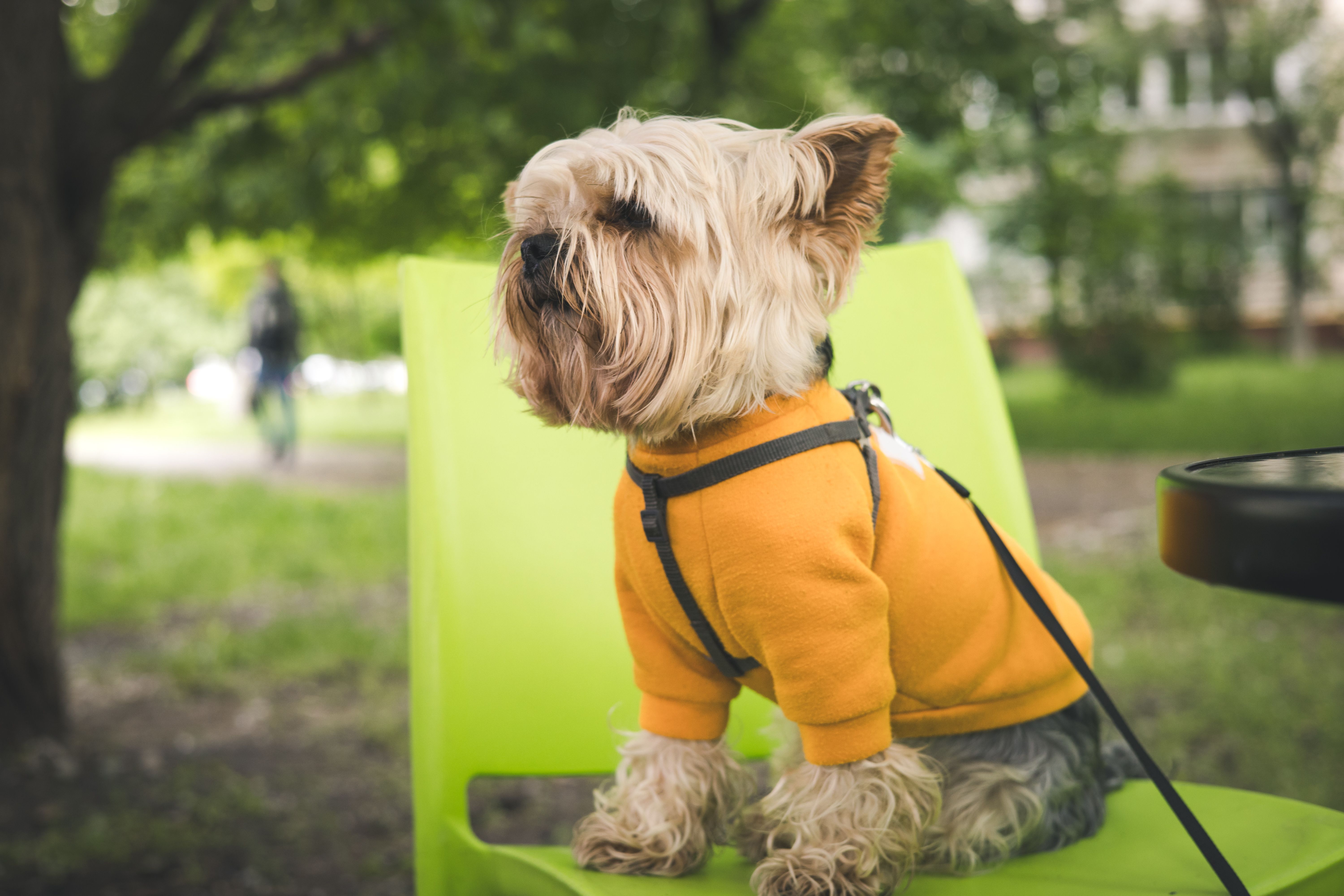 yorkshire terrier grooming