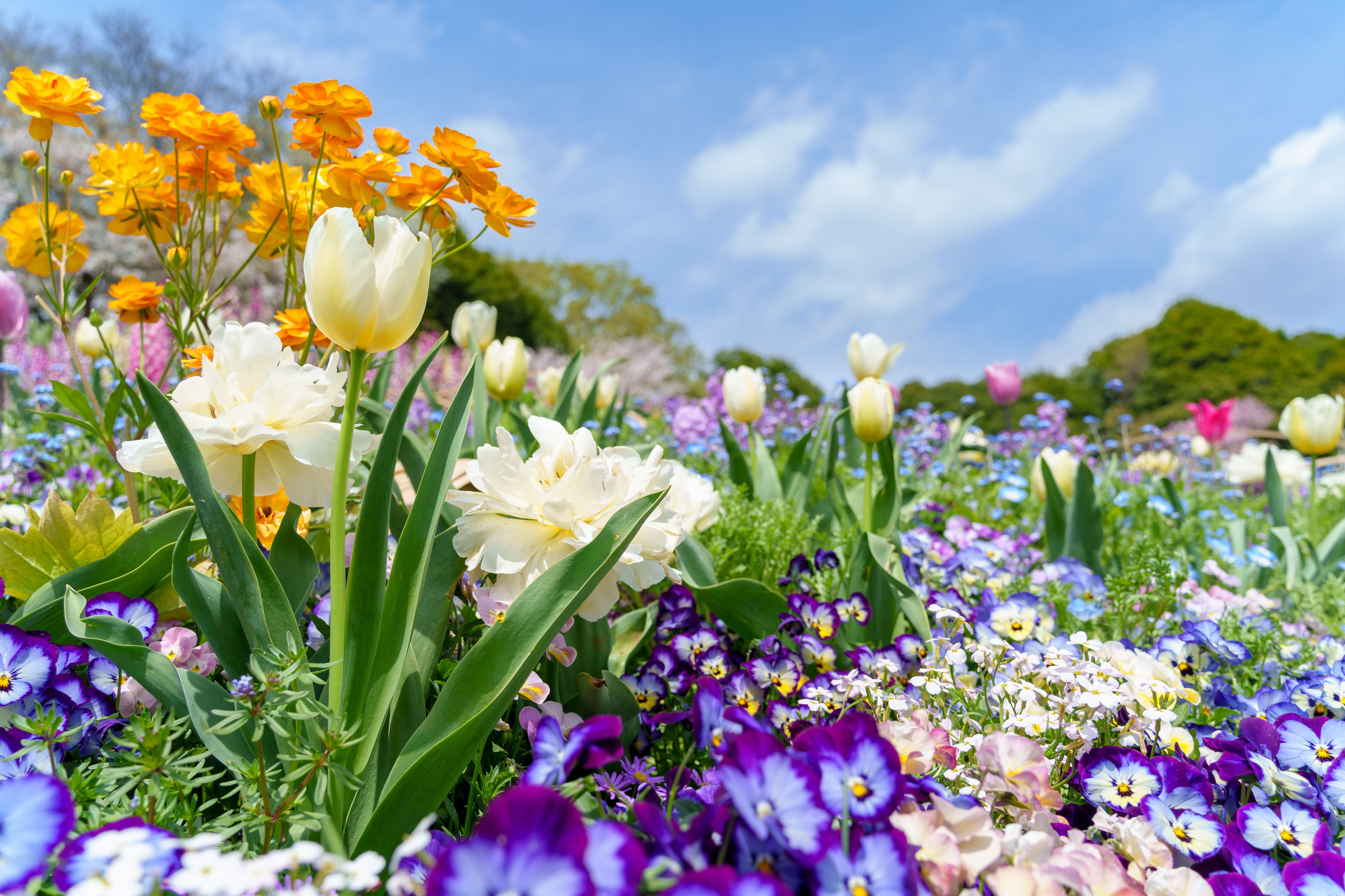 spring garden