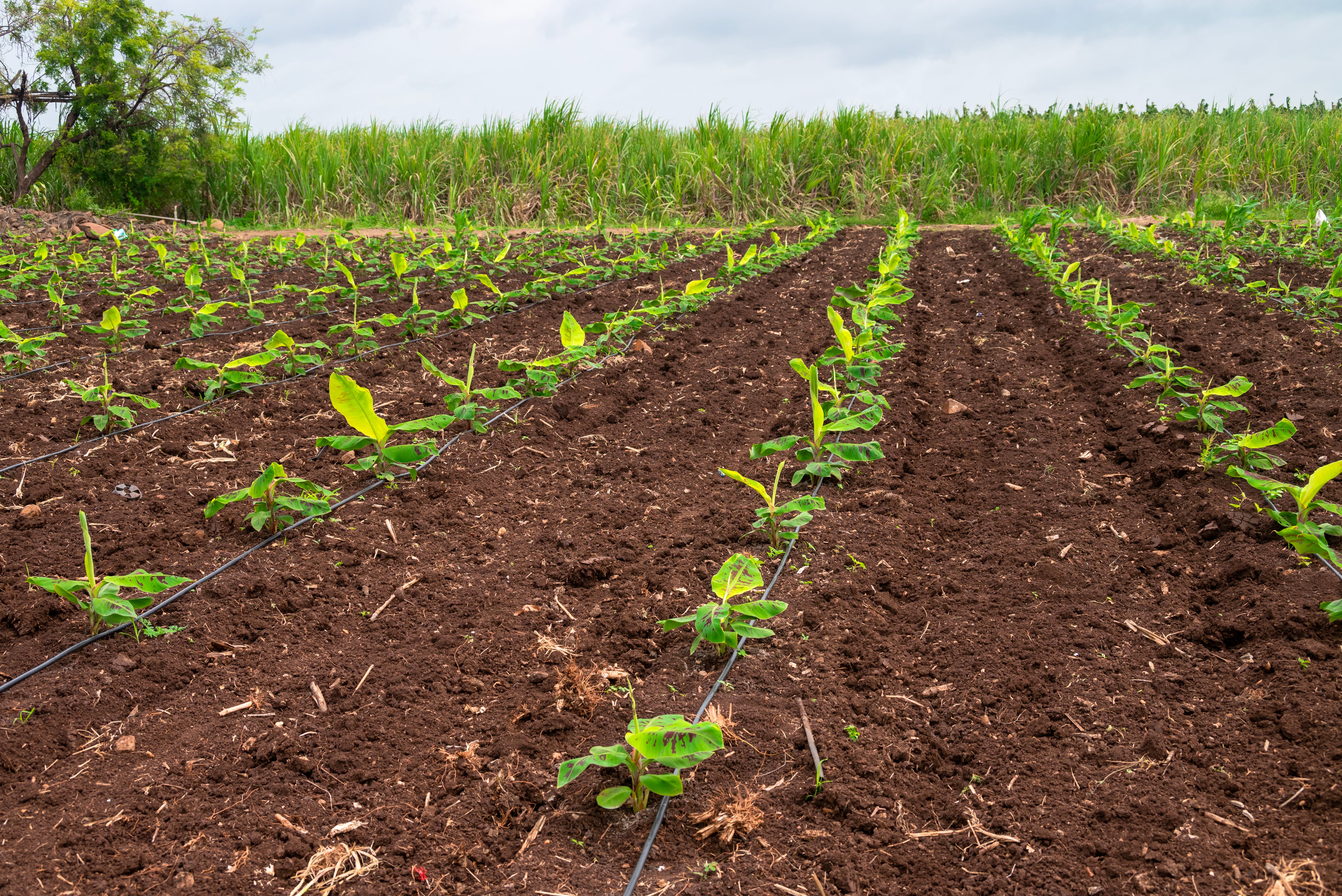 soil health