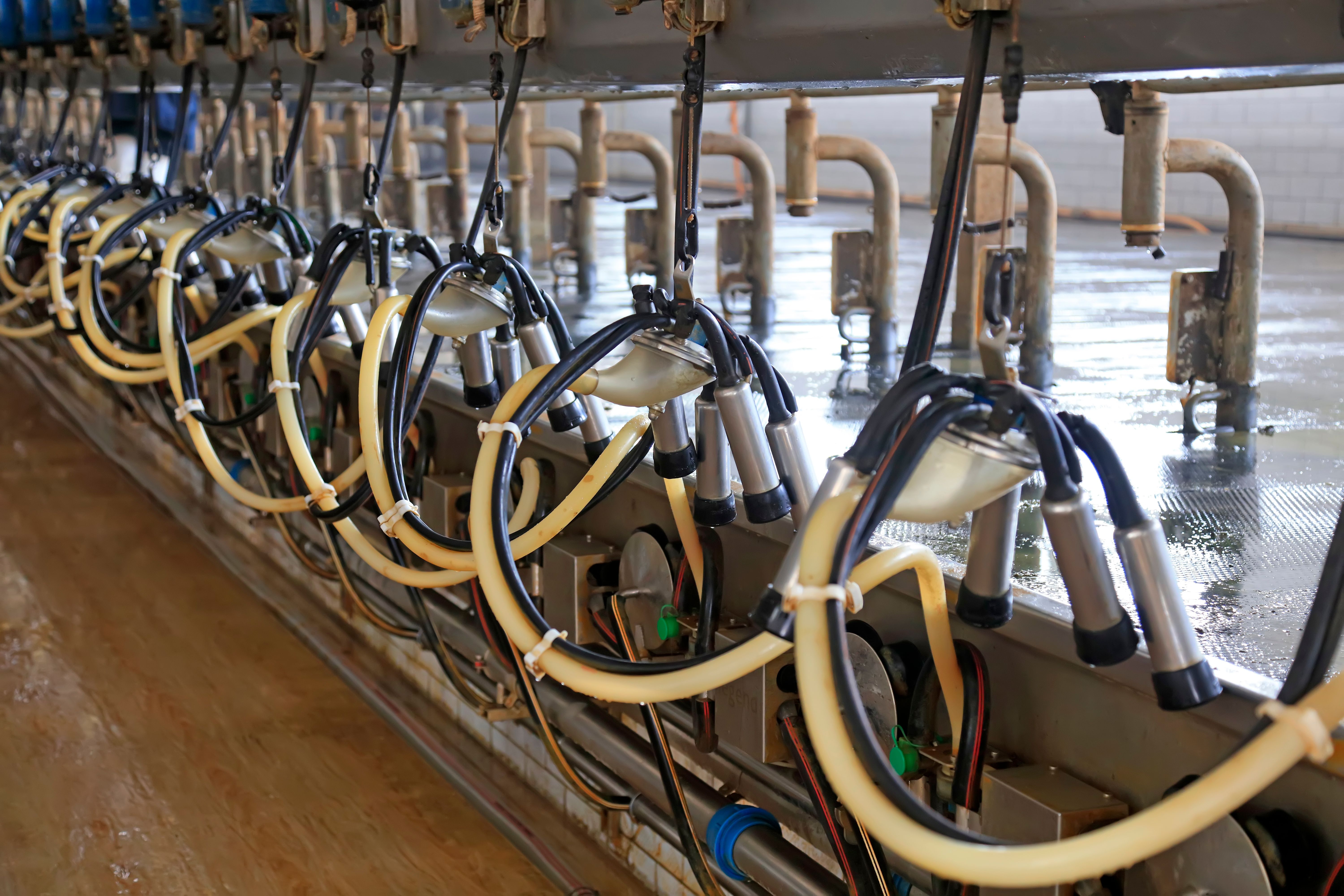 Milking parlor in dairy farm