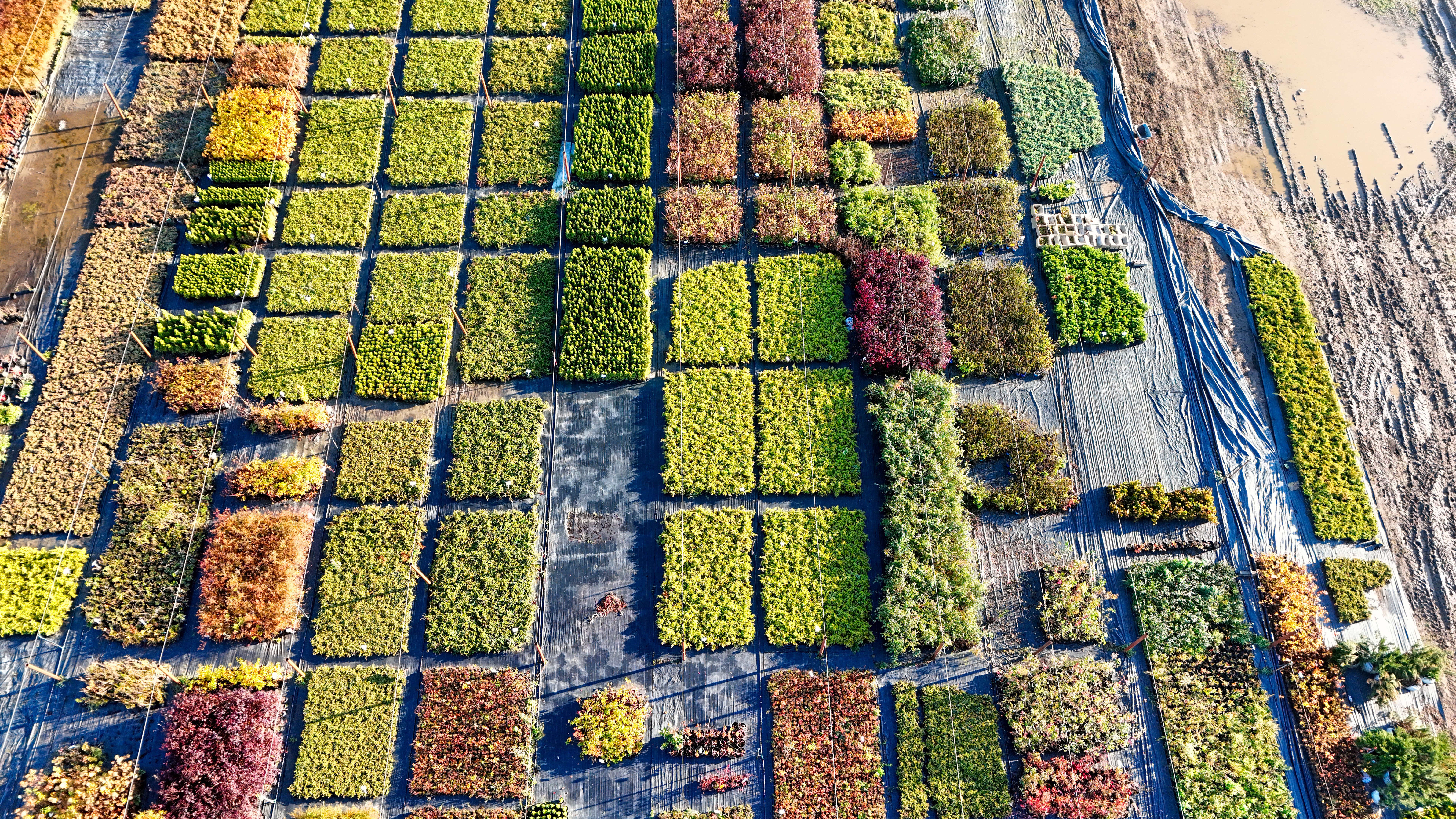 native plant aesthetic