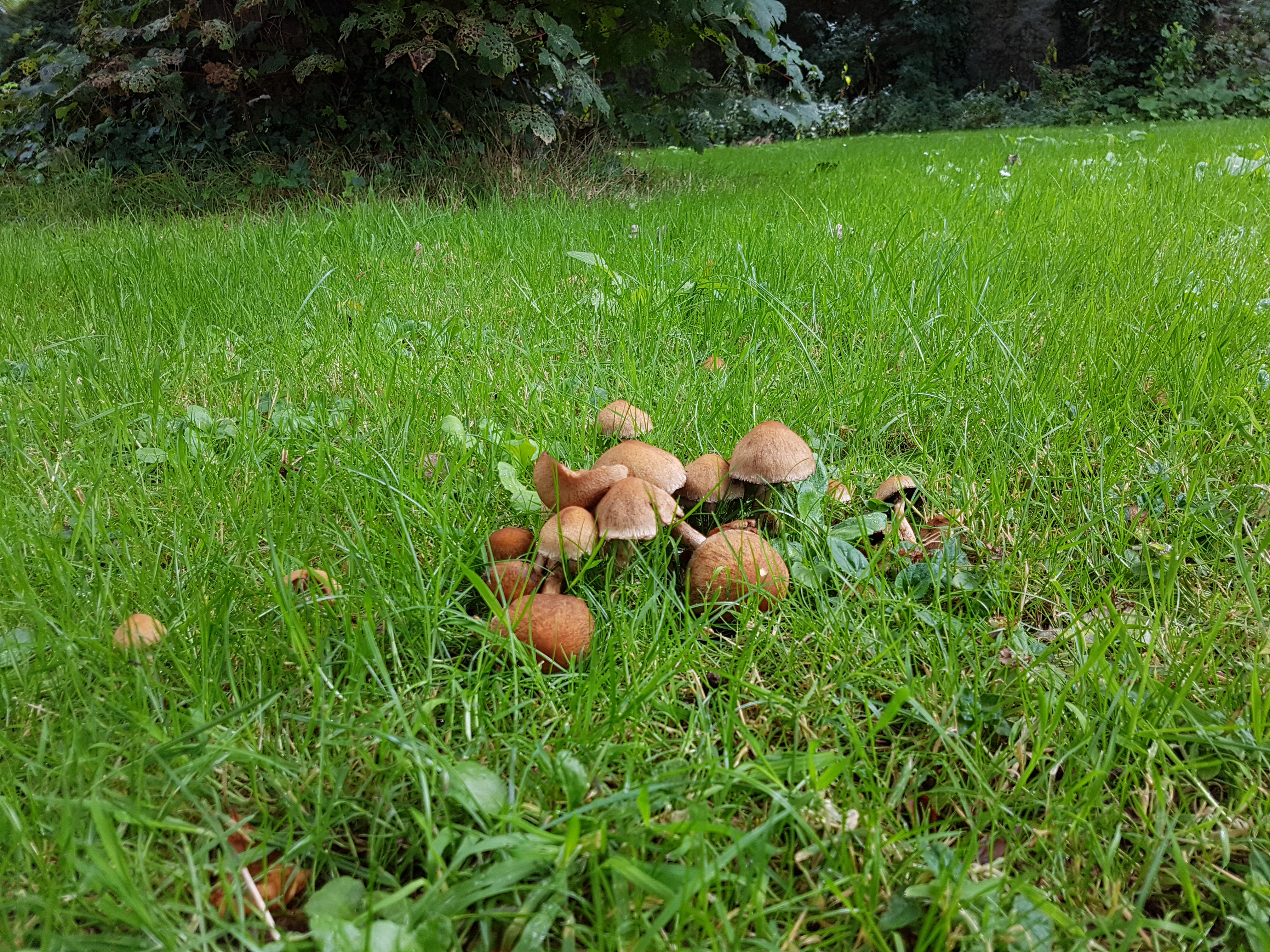 Mushrooms in town park