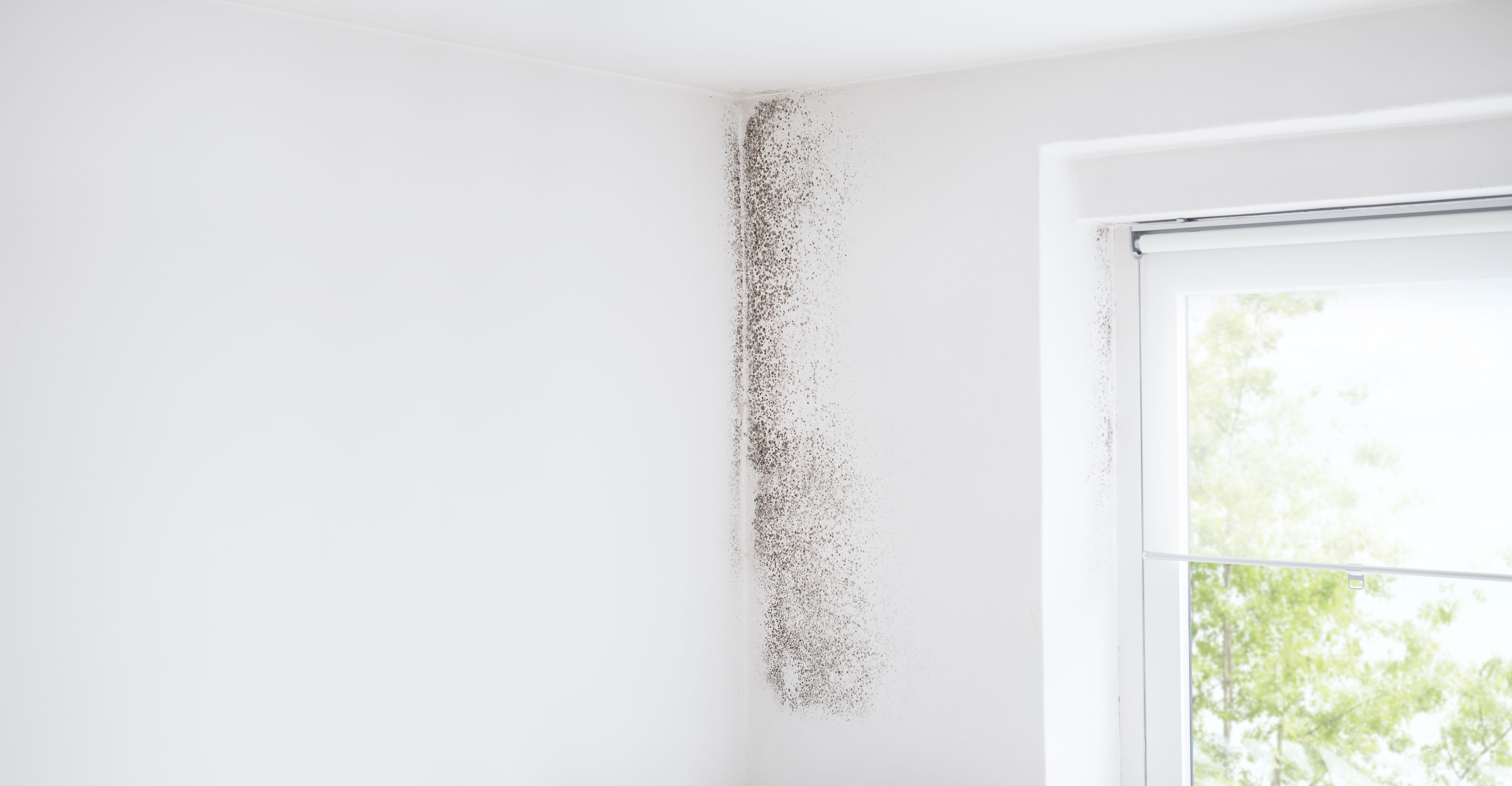 home mold prevention