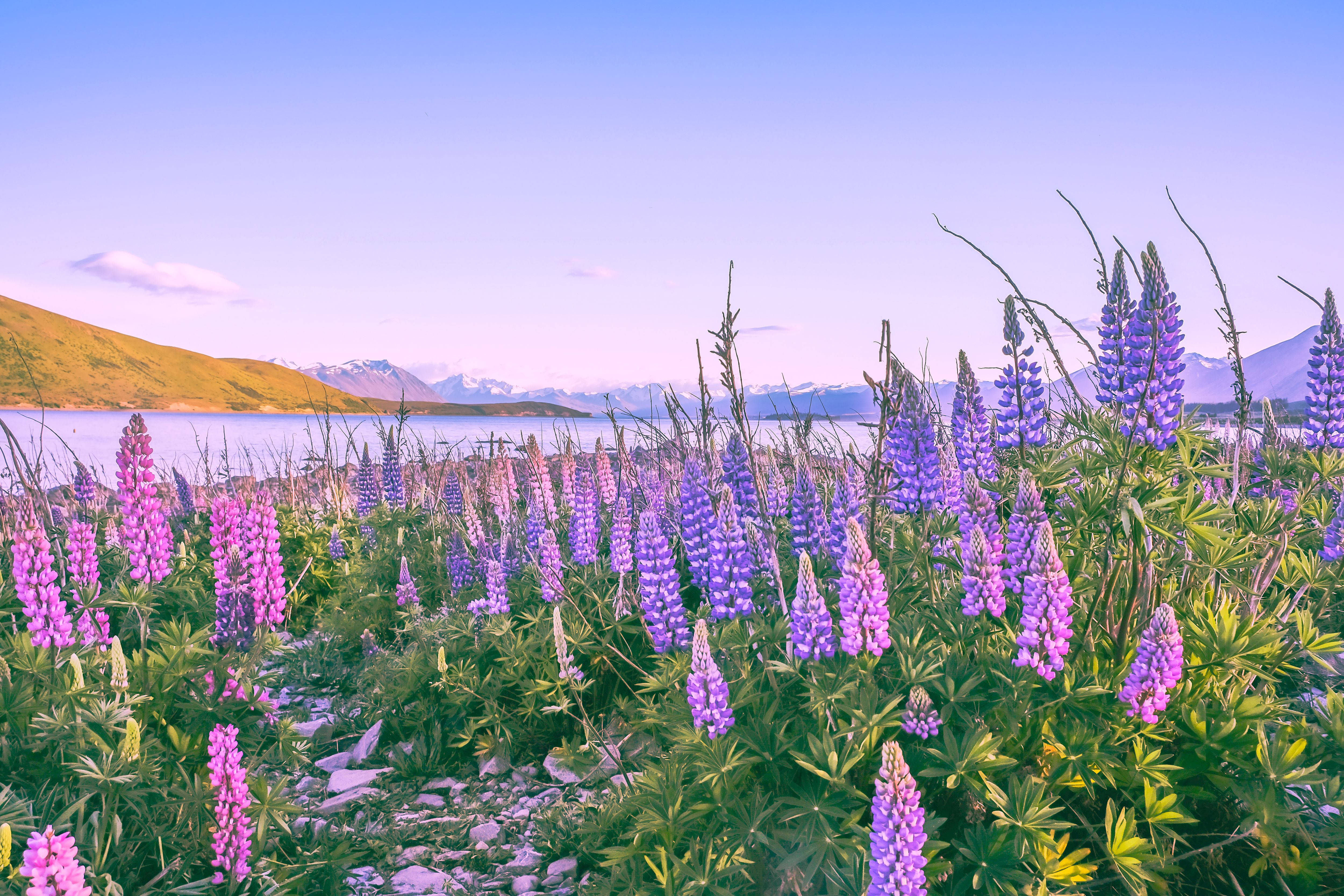 Lupine flowers blooming in lake tekapo Lupine flowers blooming in lake tekapo