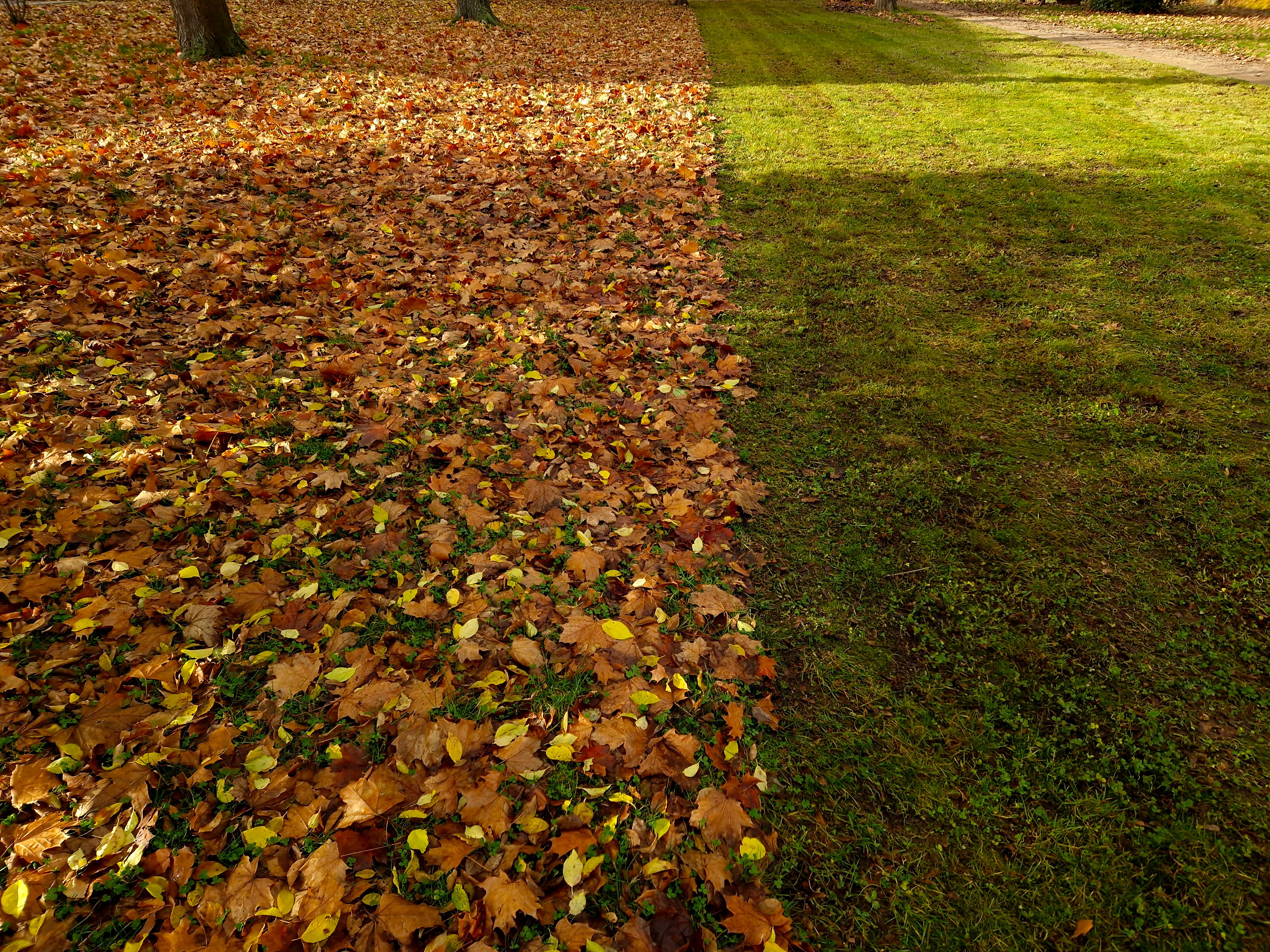 fall lawn care