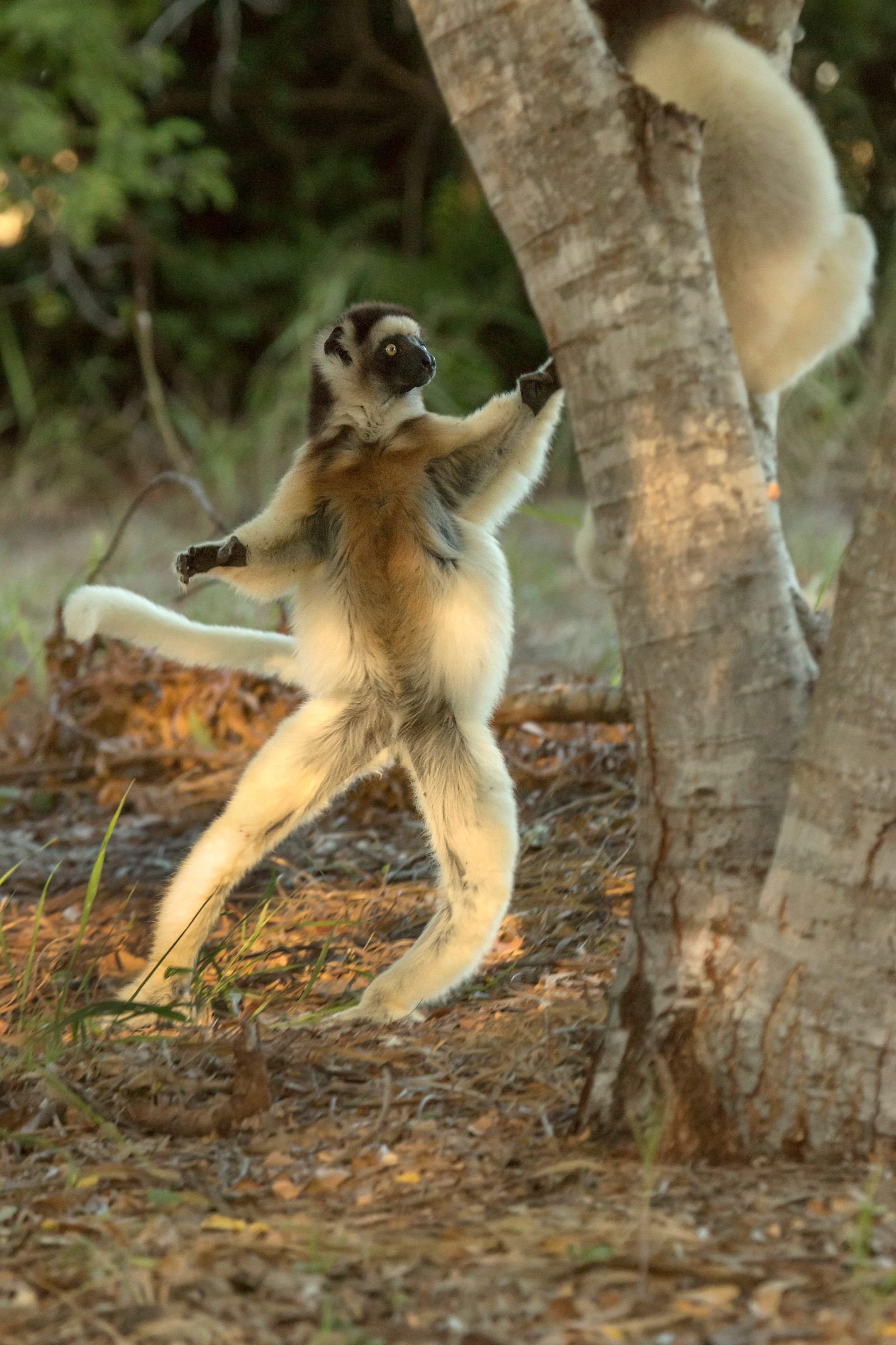 madagascar dance
