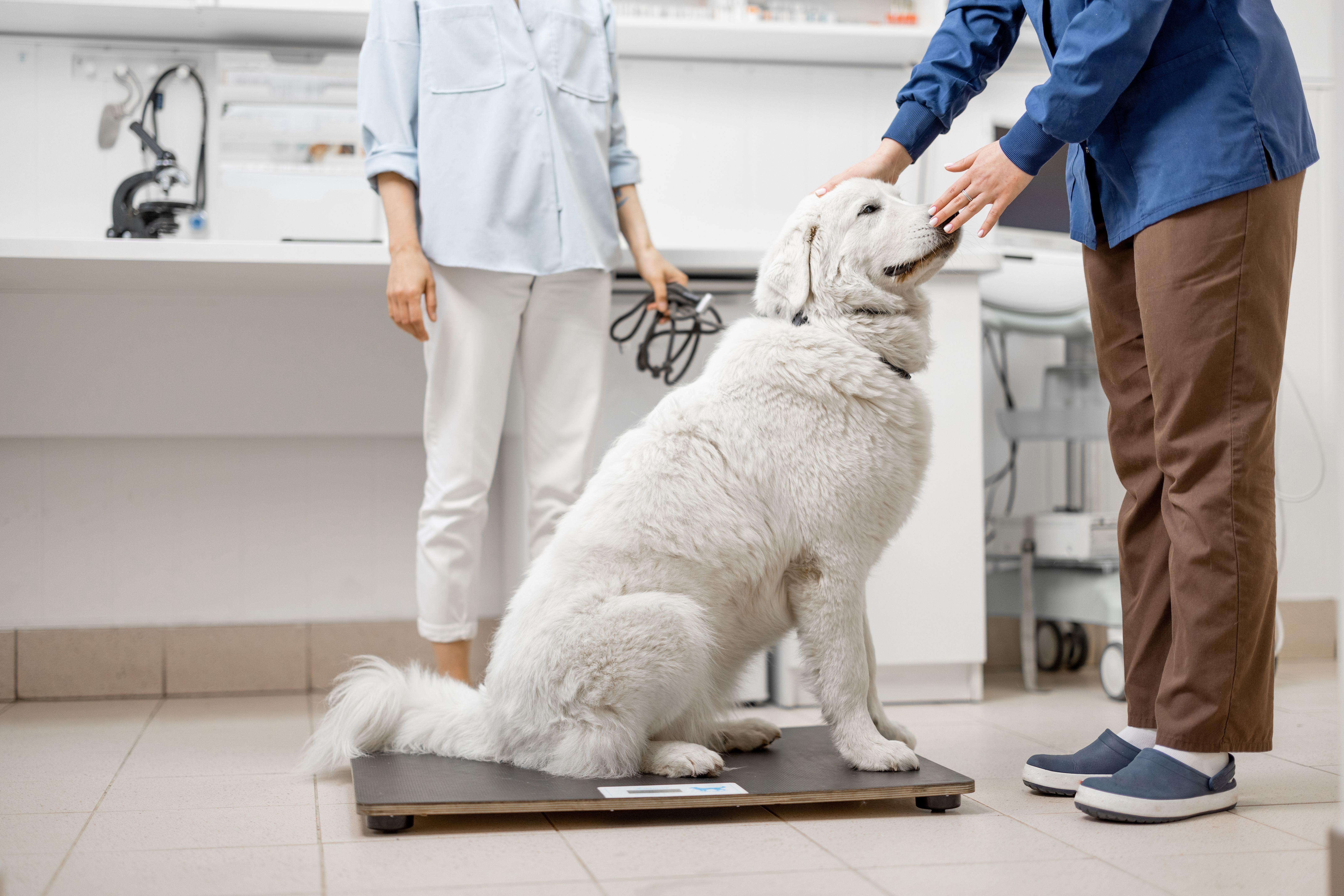 gait analysis dog