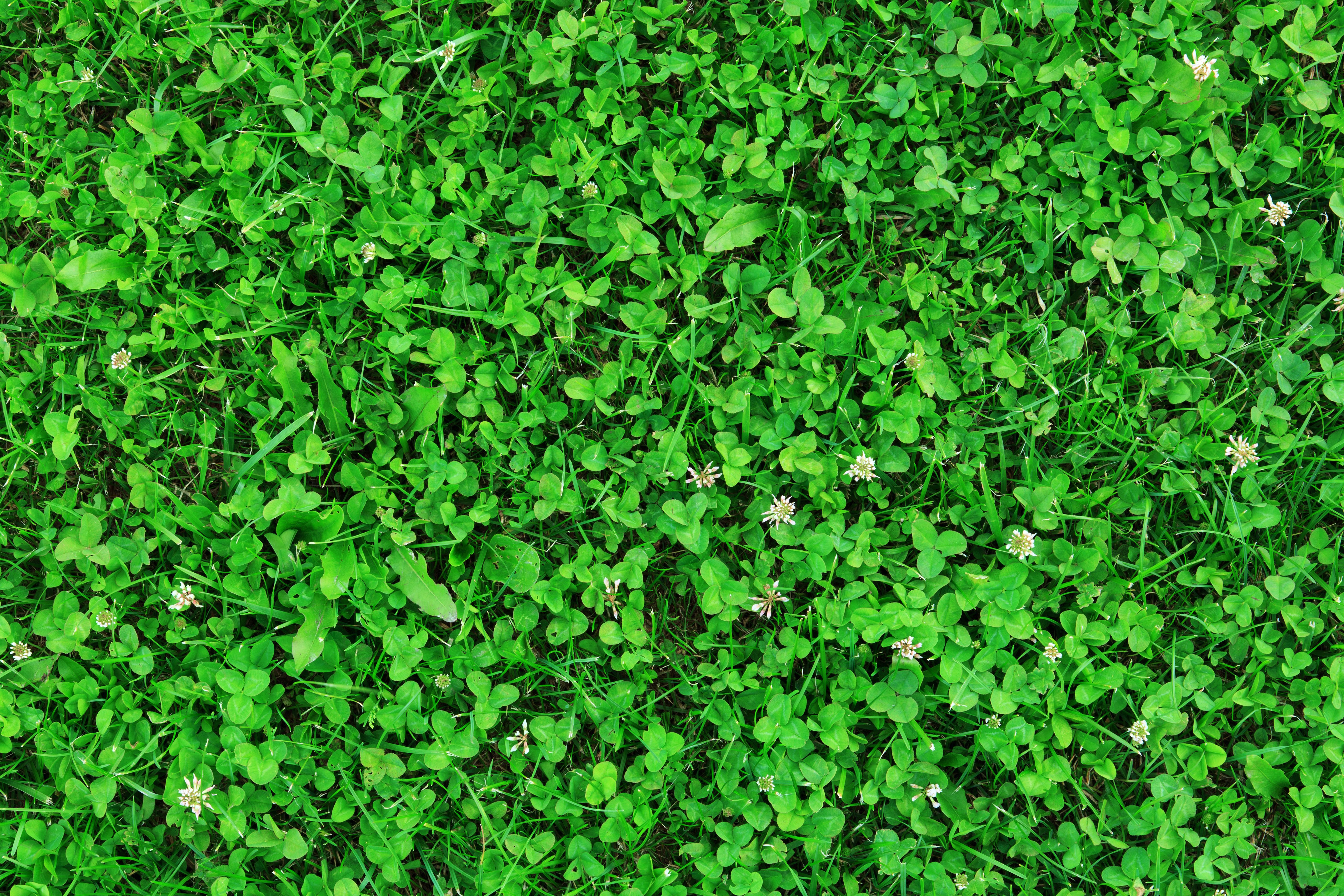 clover lawn