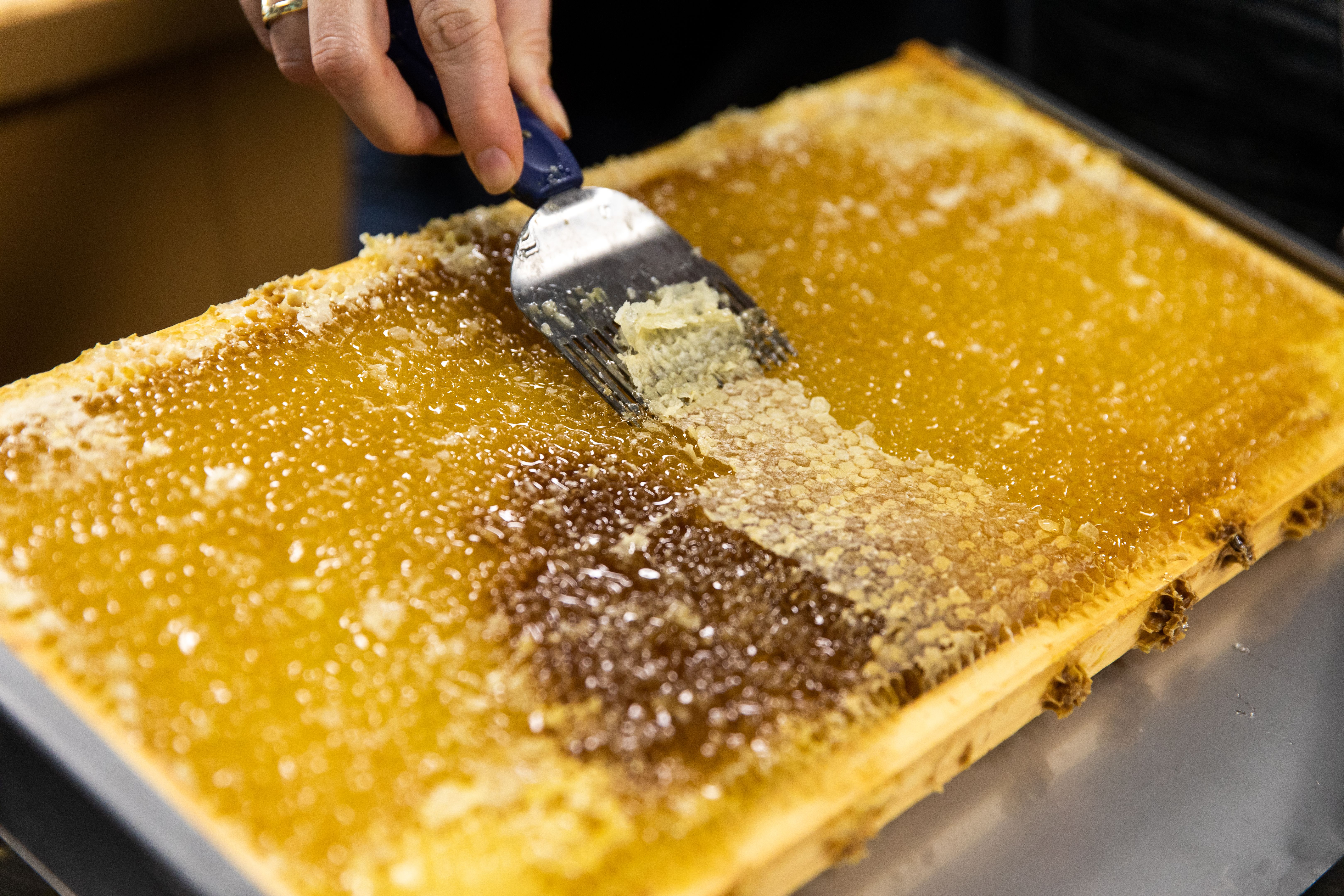 honey extraction