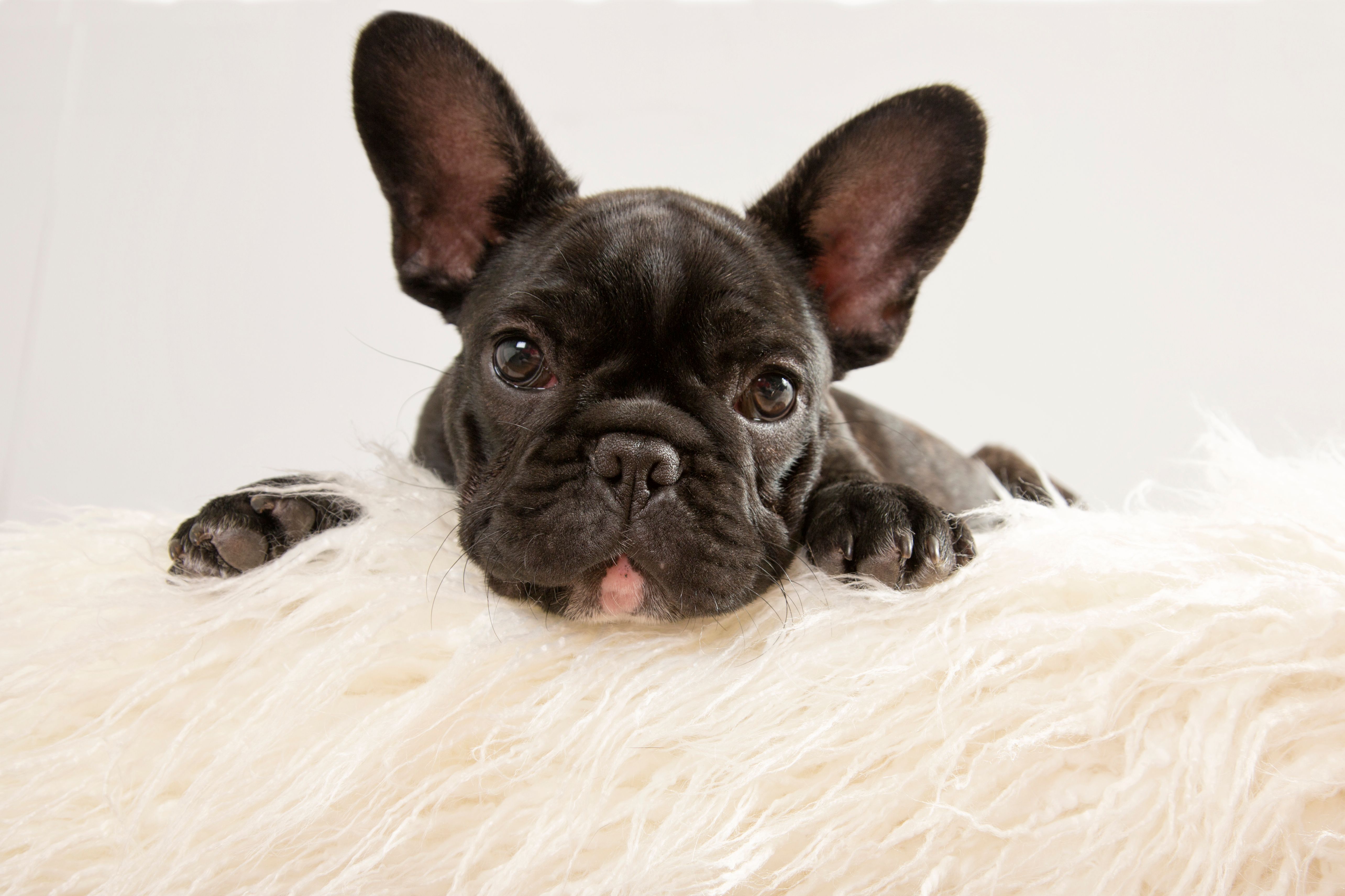 French Bulldog Puppy French Bulldog Puppy