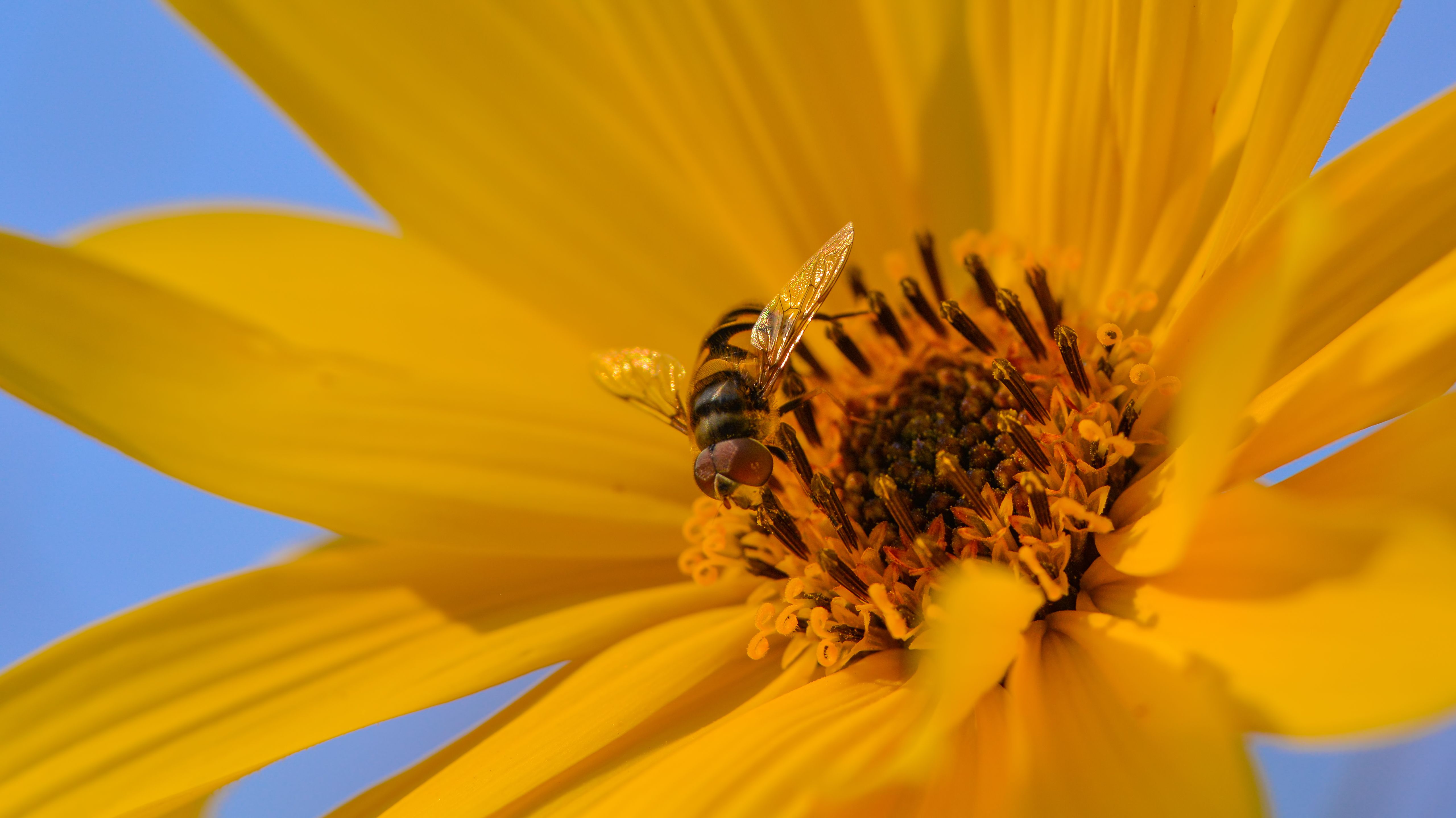 eloise butler garden