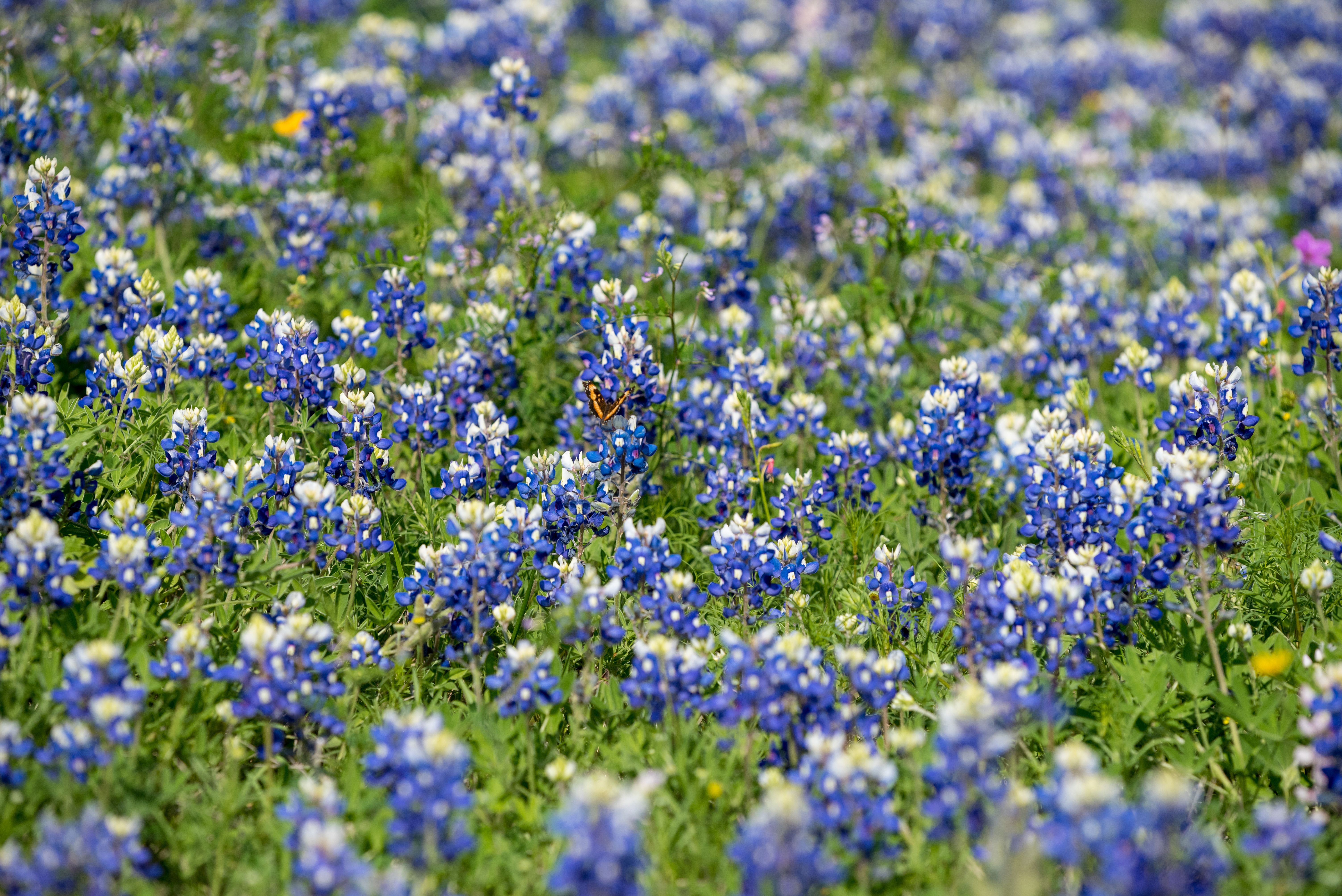 Bluebonnets in Bloom