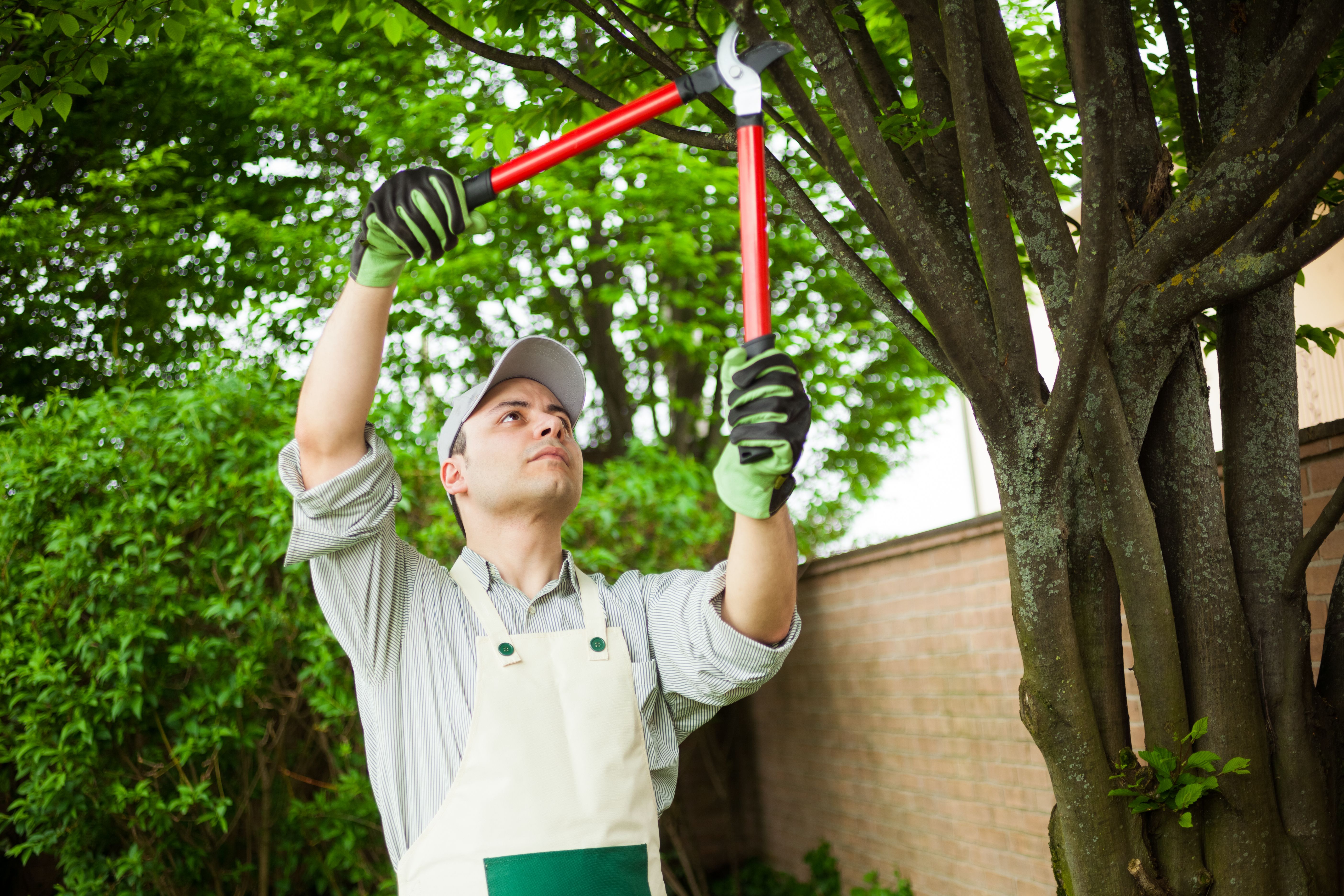 seasonal tree care