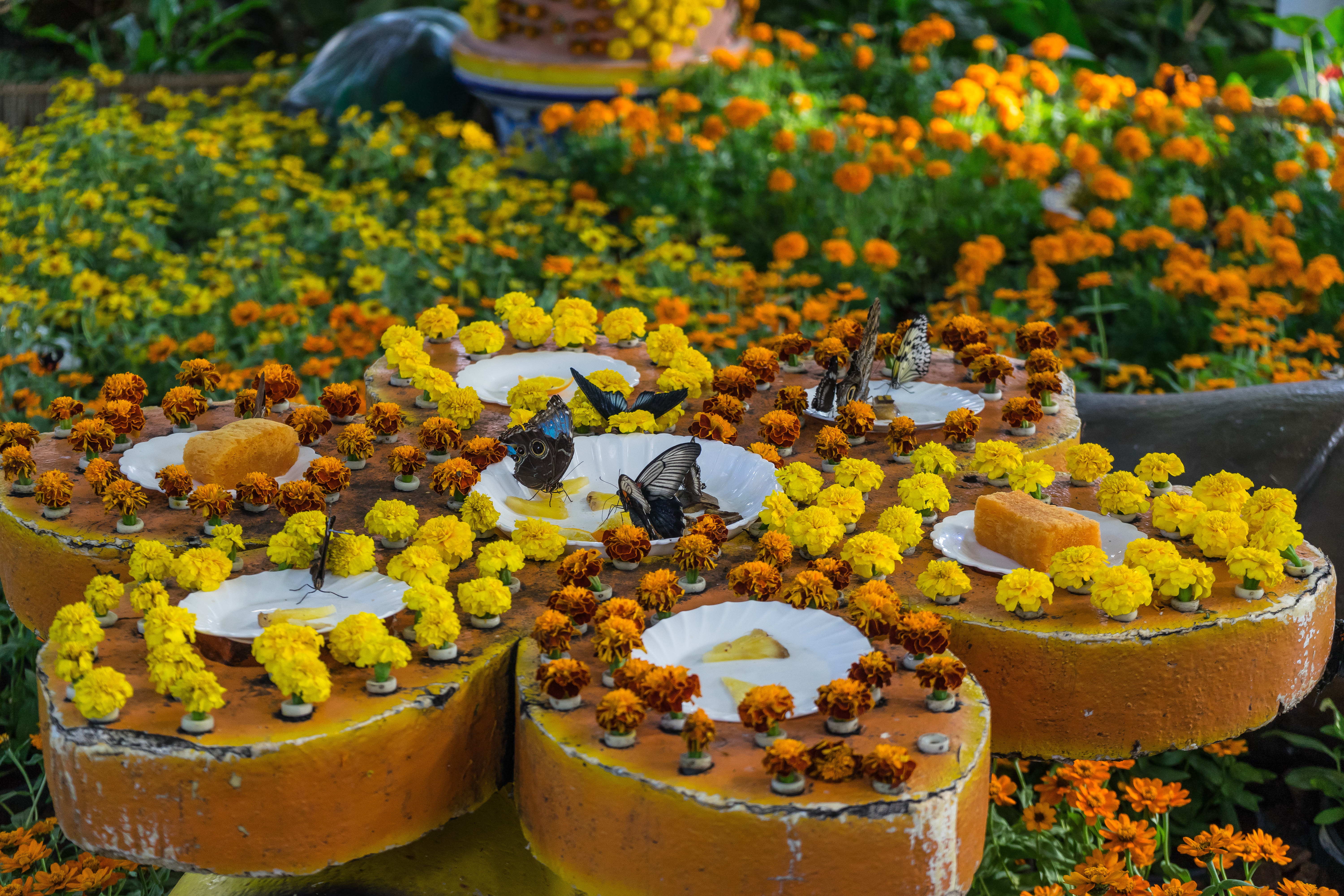 Closeup of flowers and butterflies in the Dubai Butterfly Garden in UAE