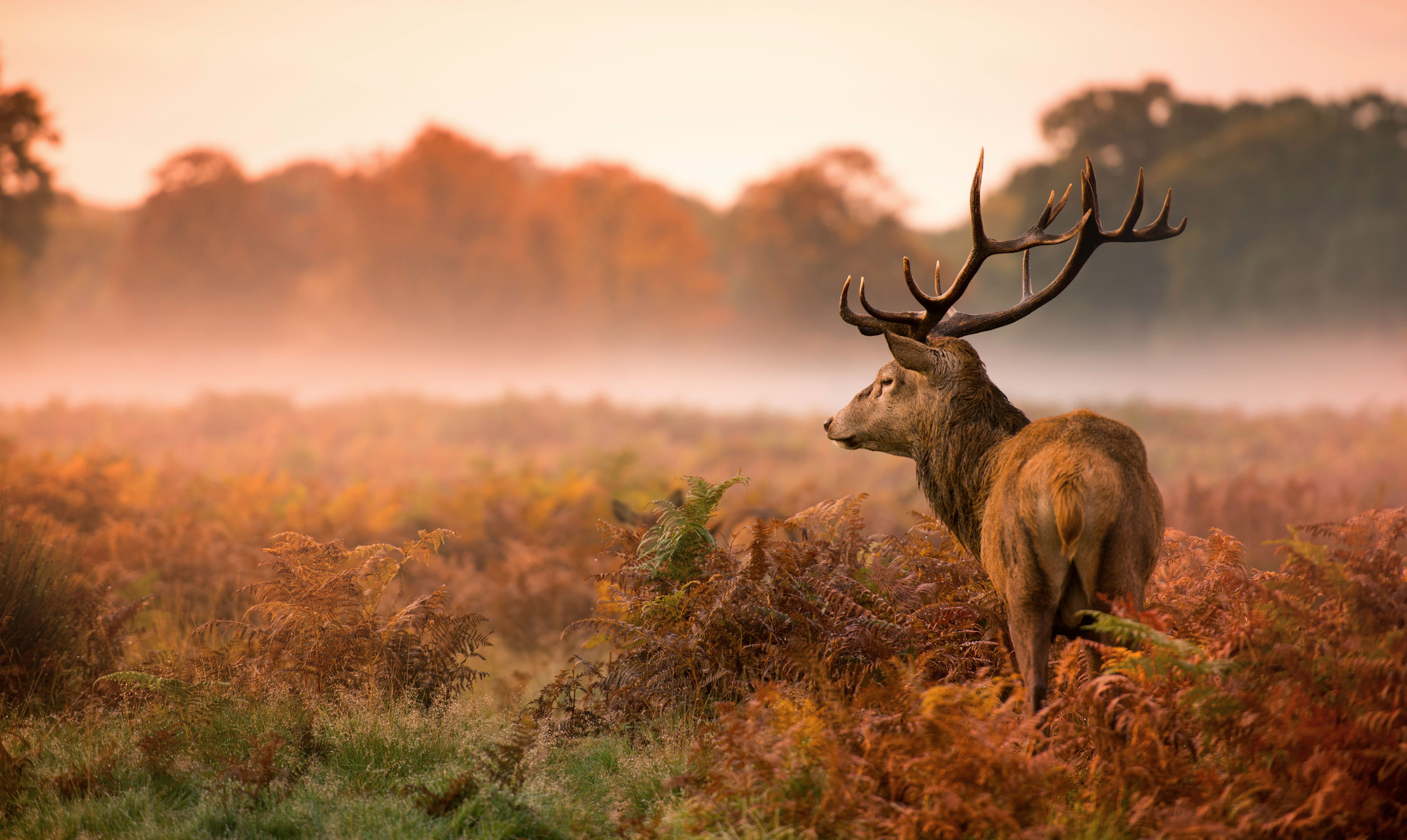 wildlife photography