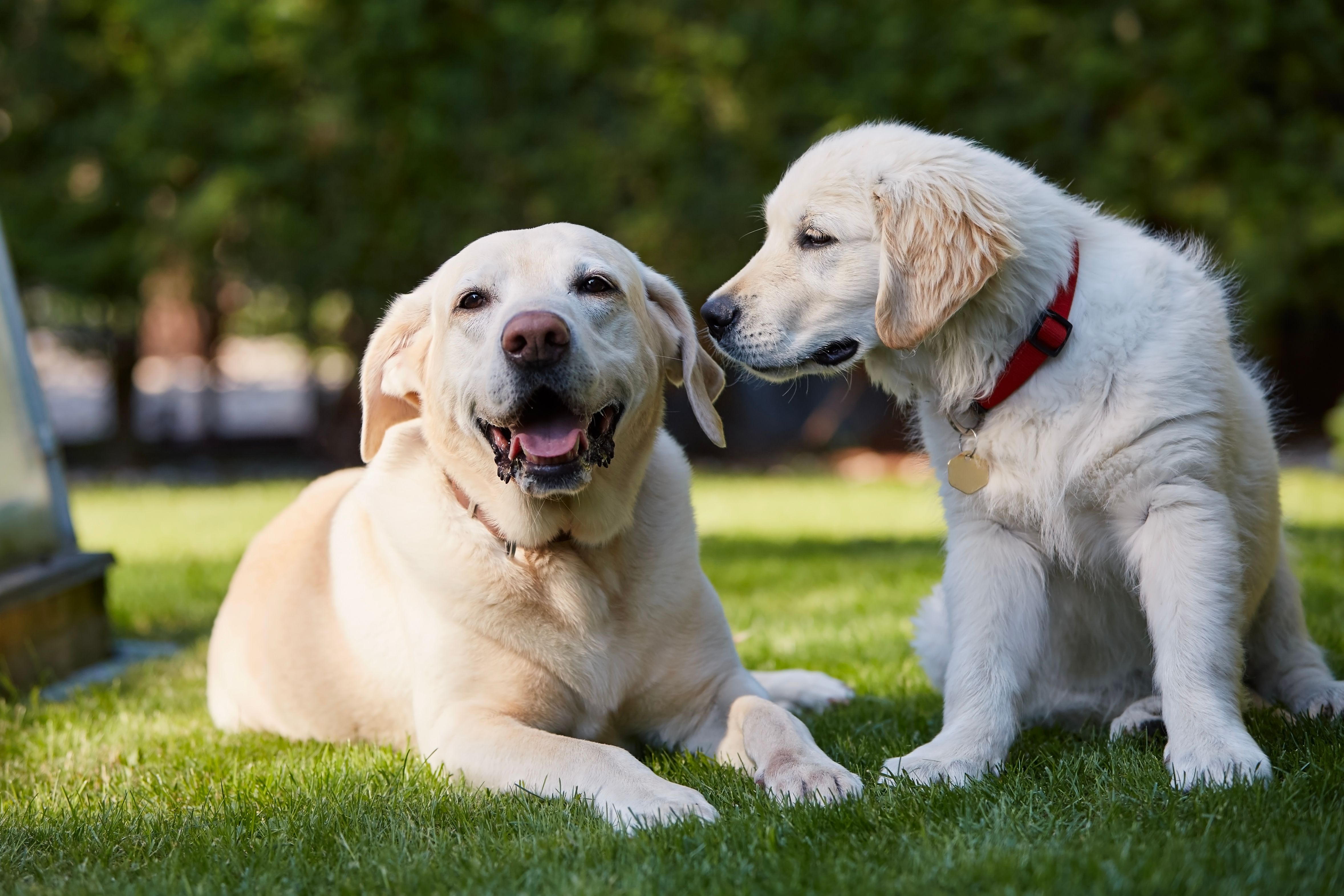 Two canine happy friends together in backyard