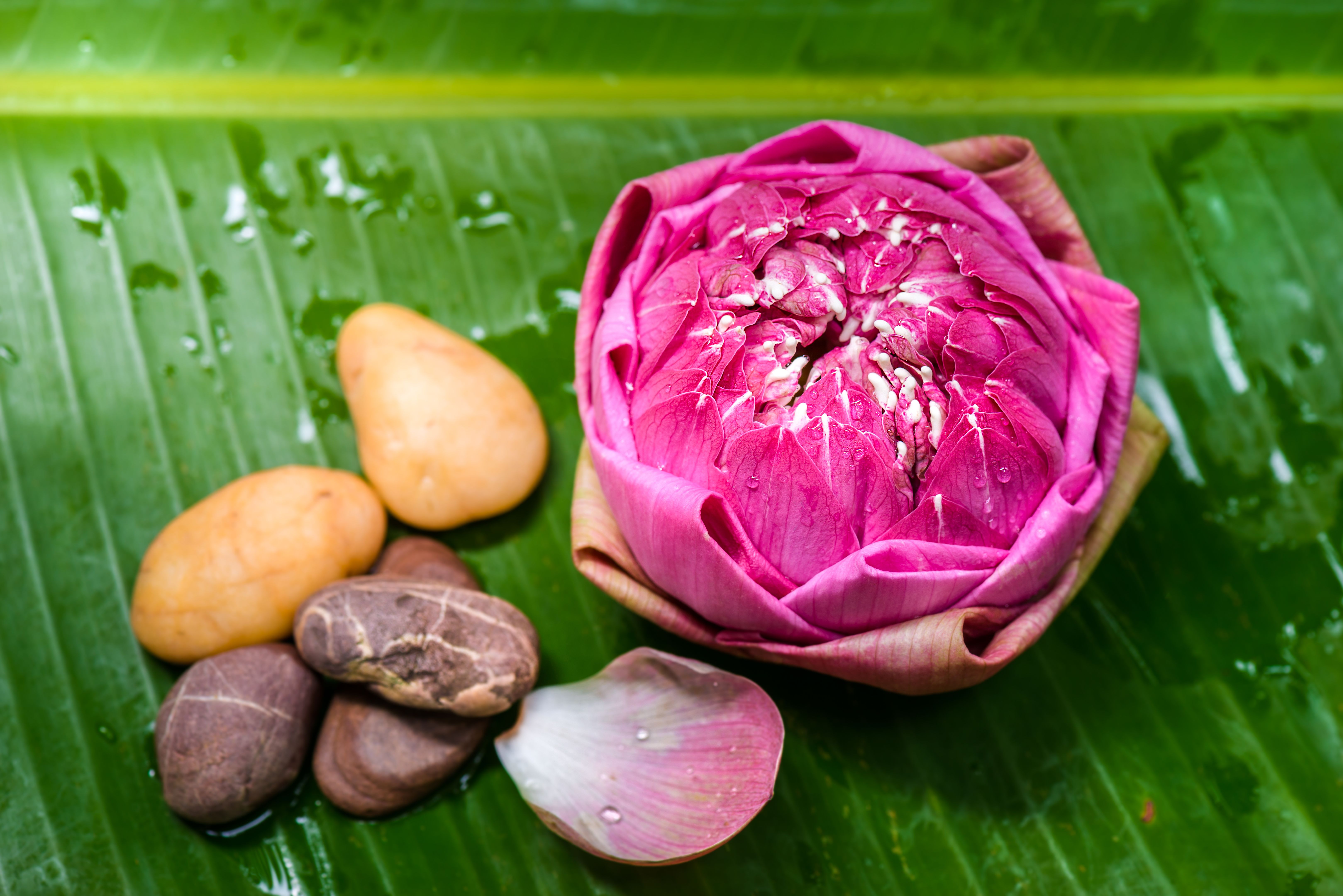 thai lotus shampoo