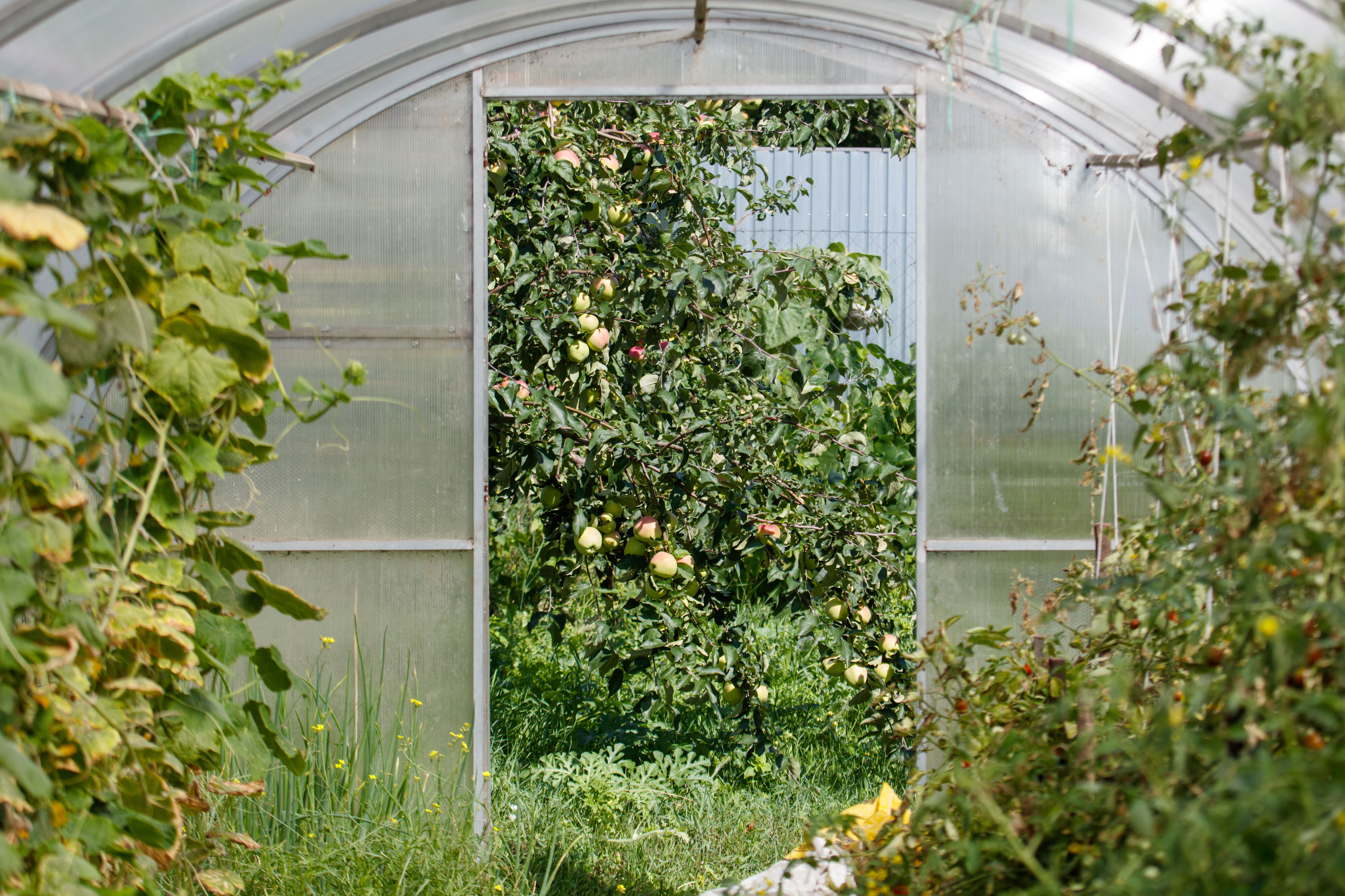 plastic greenhouse
