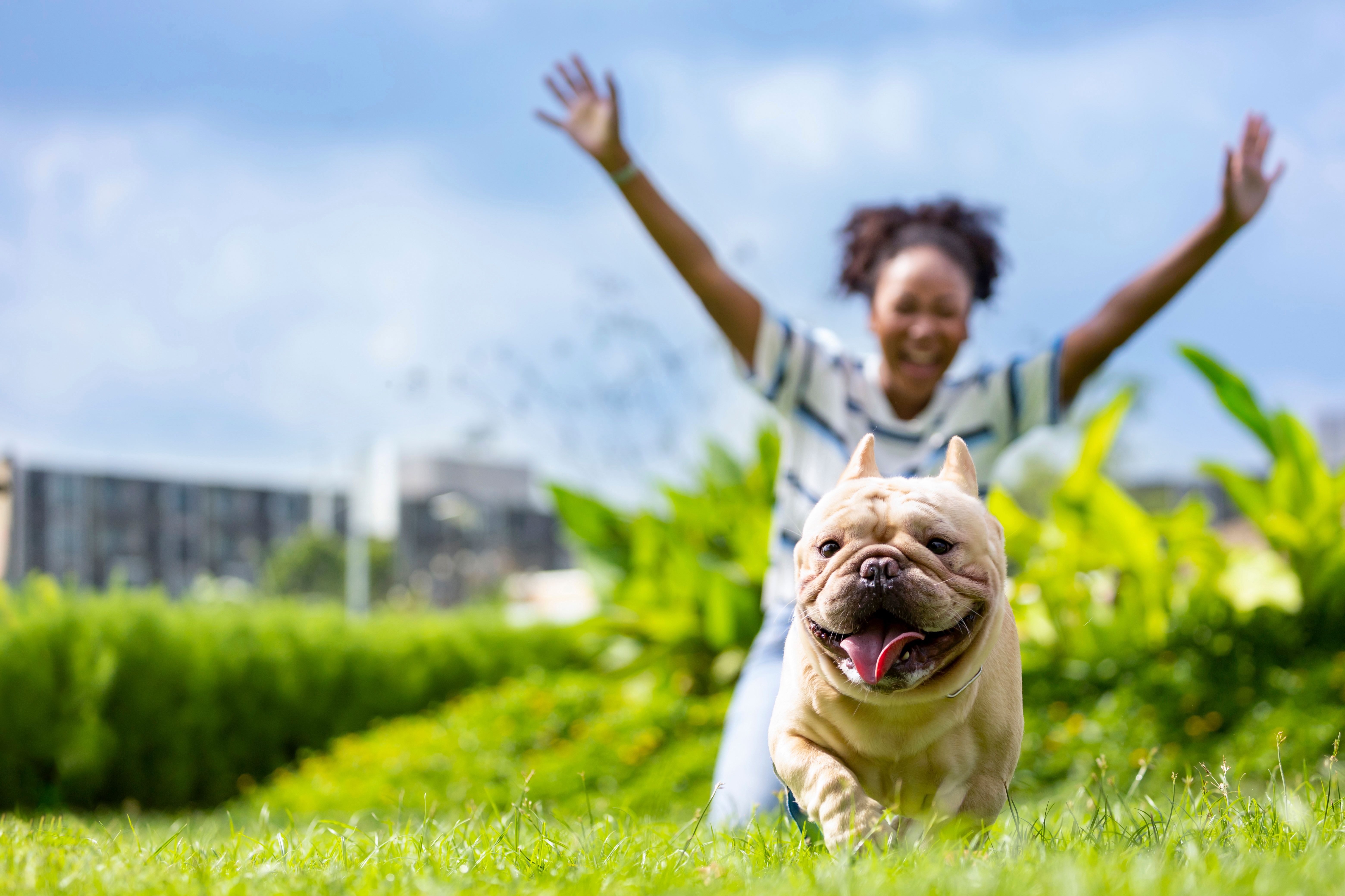 french bulldog playing outside