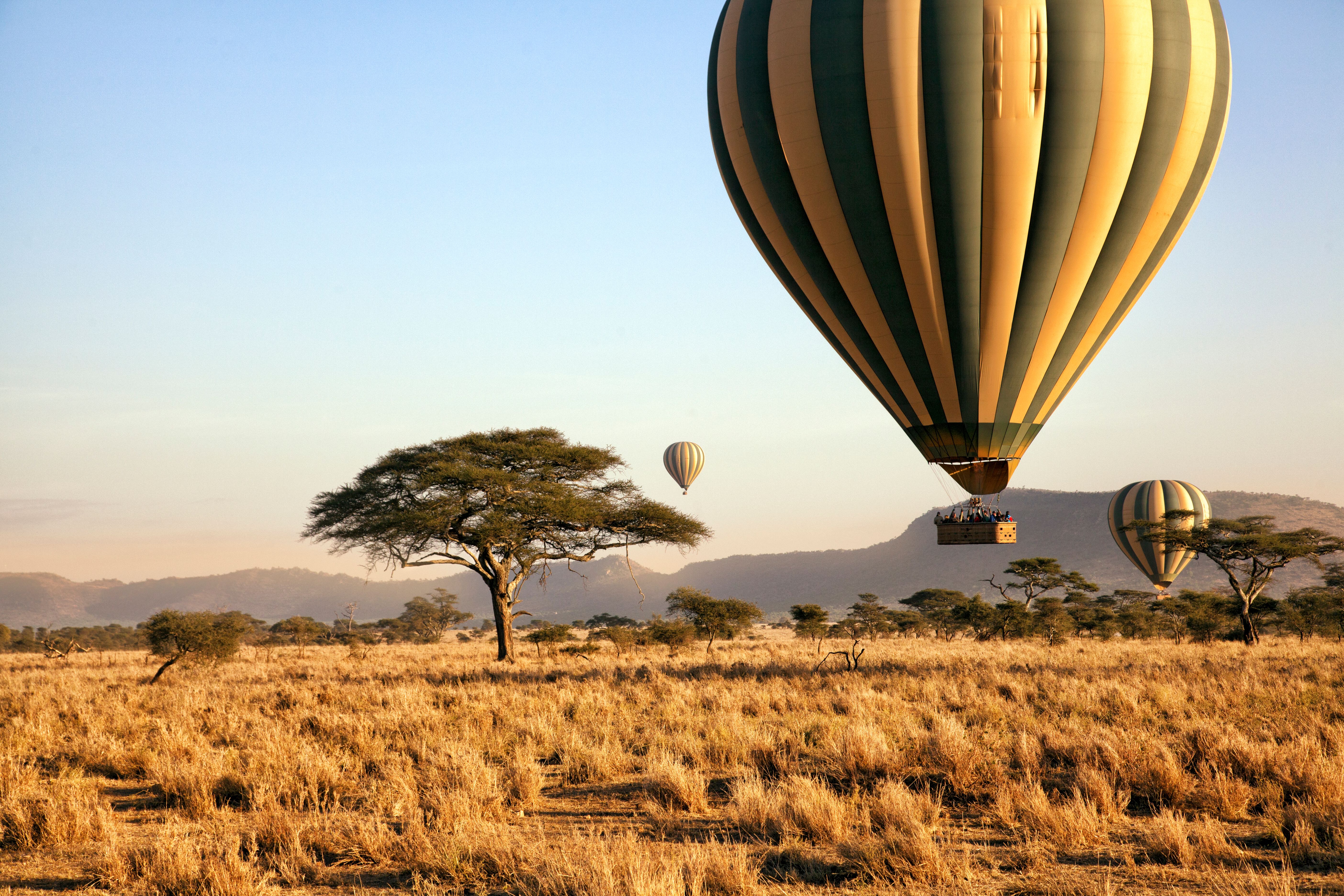 safari adventure