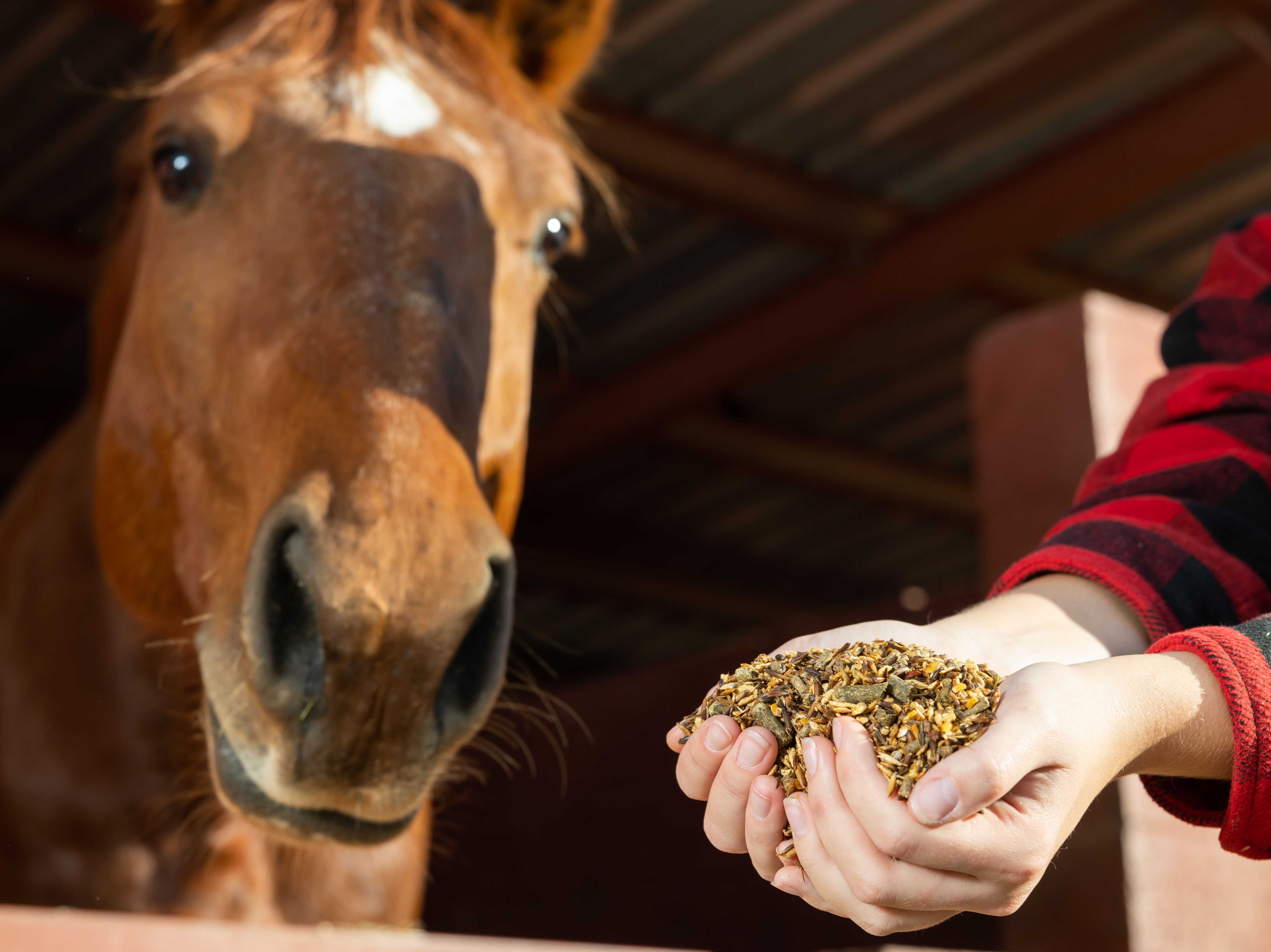 Hand feeding of horse. Care and love for the animals. Close up Hand feeding of horse. Care and love for the animals. Close up