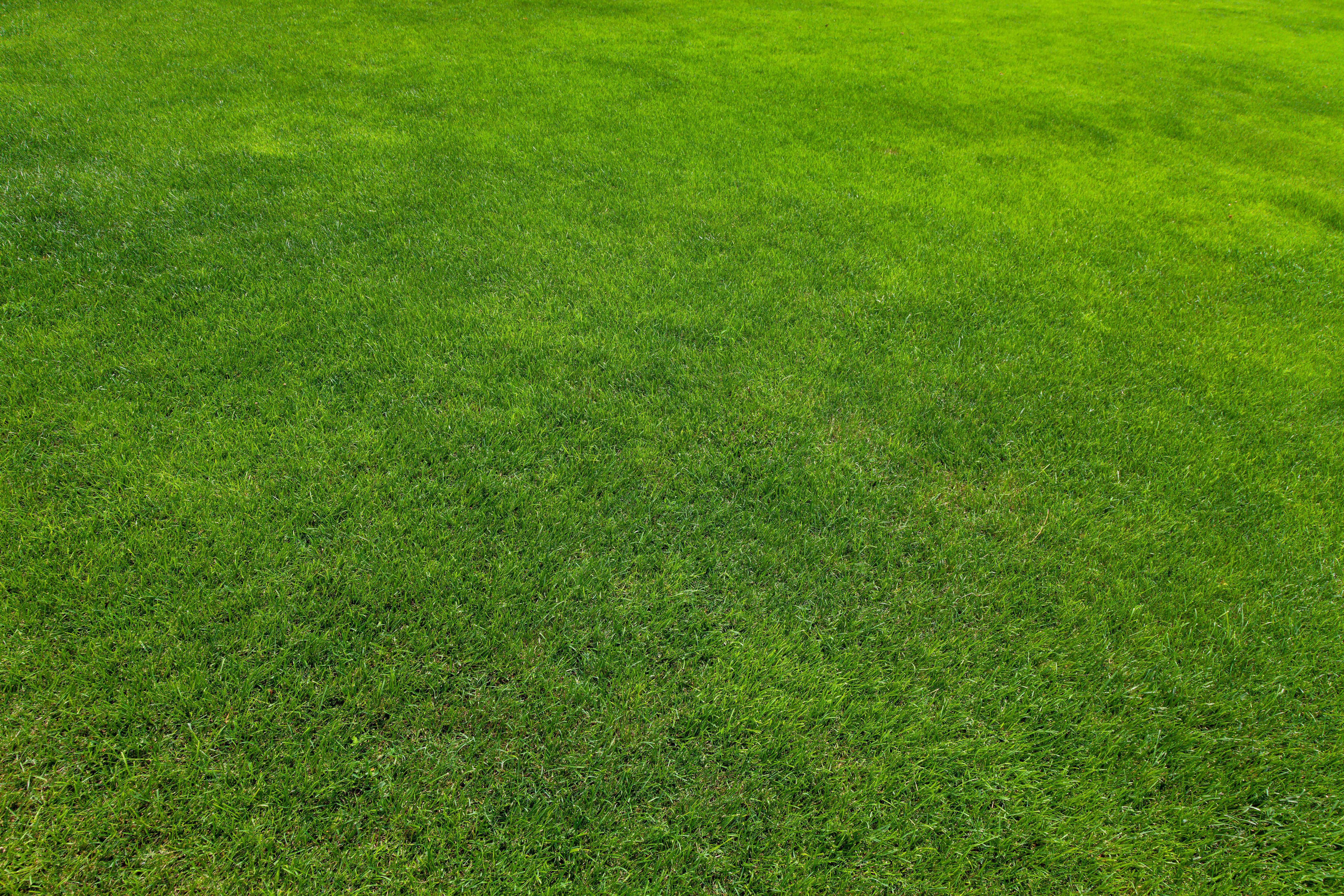 traditional grass lawn