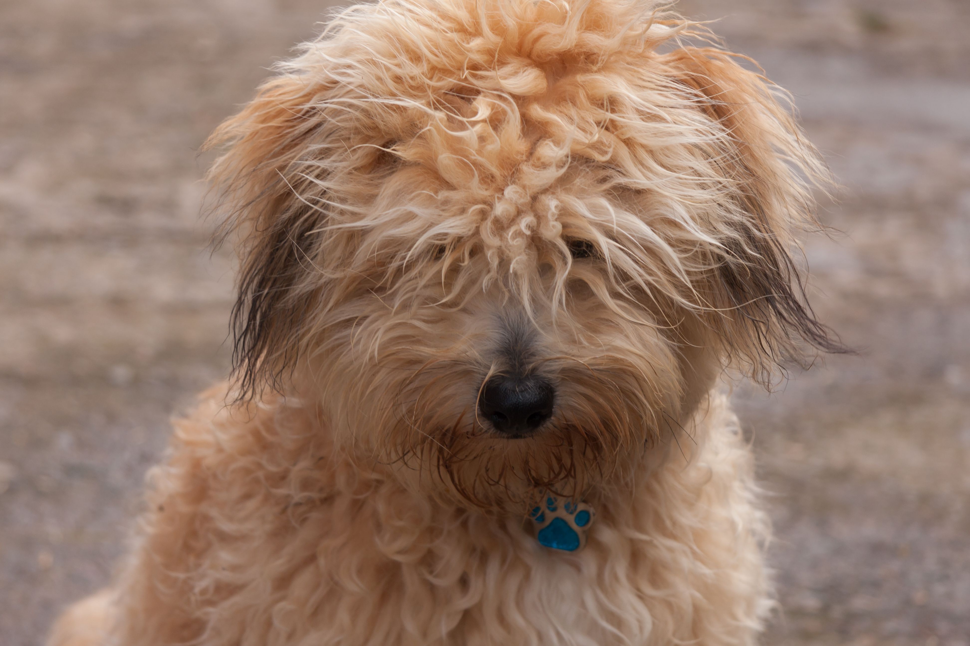 matted dog fur