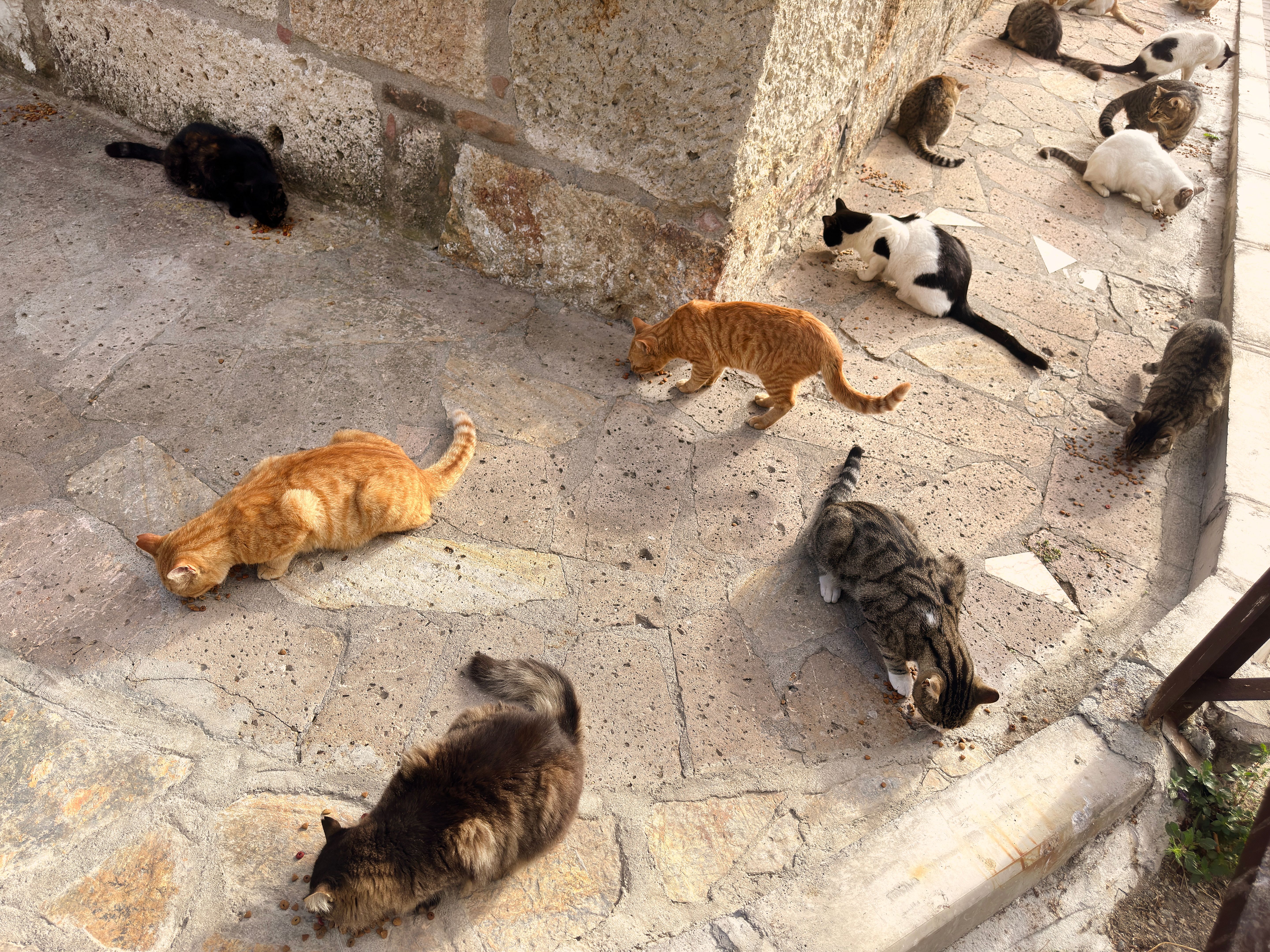 Large group of stray cats eating cat food on city street sidewalk