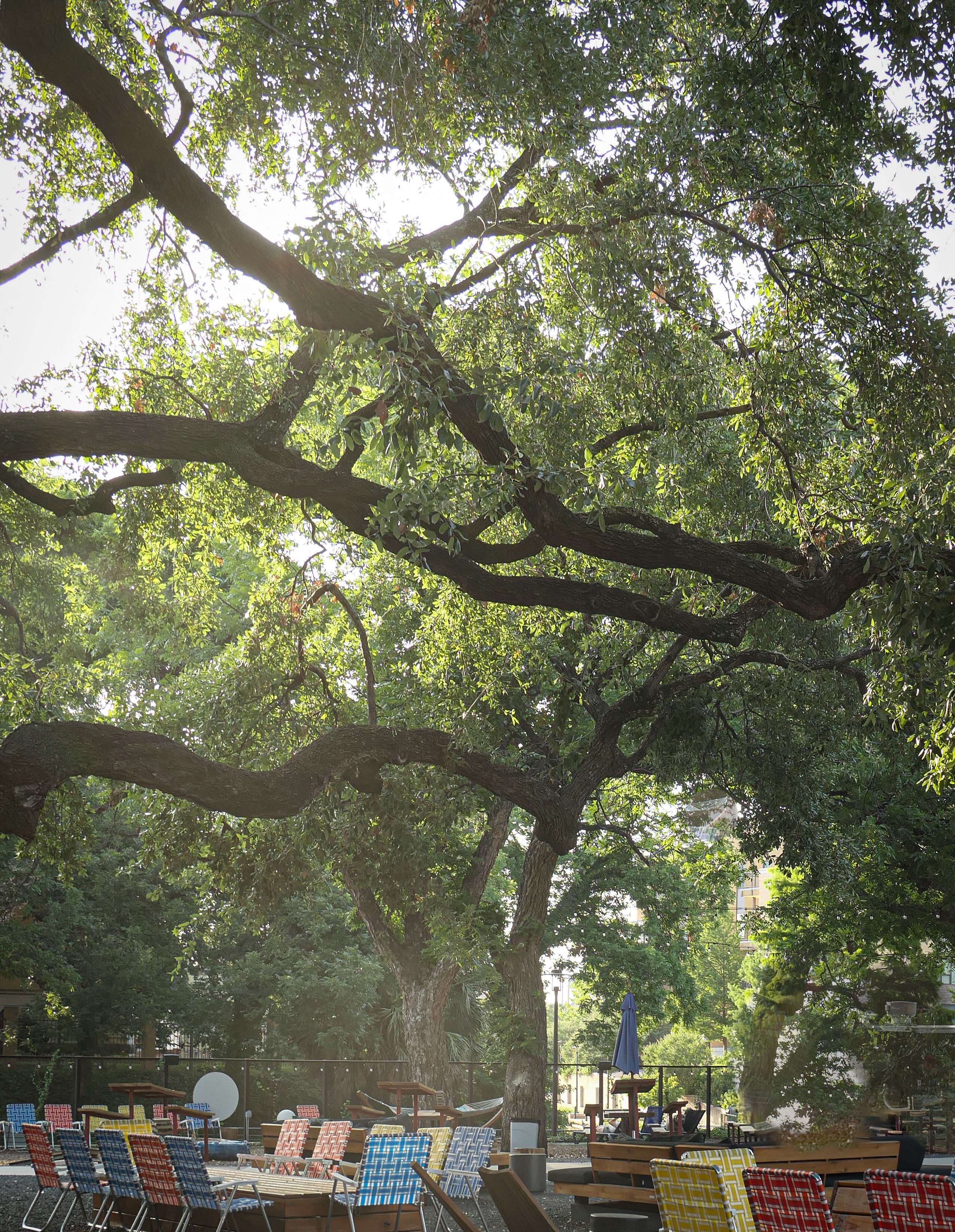 native texas trees