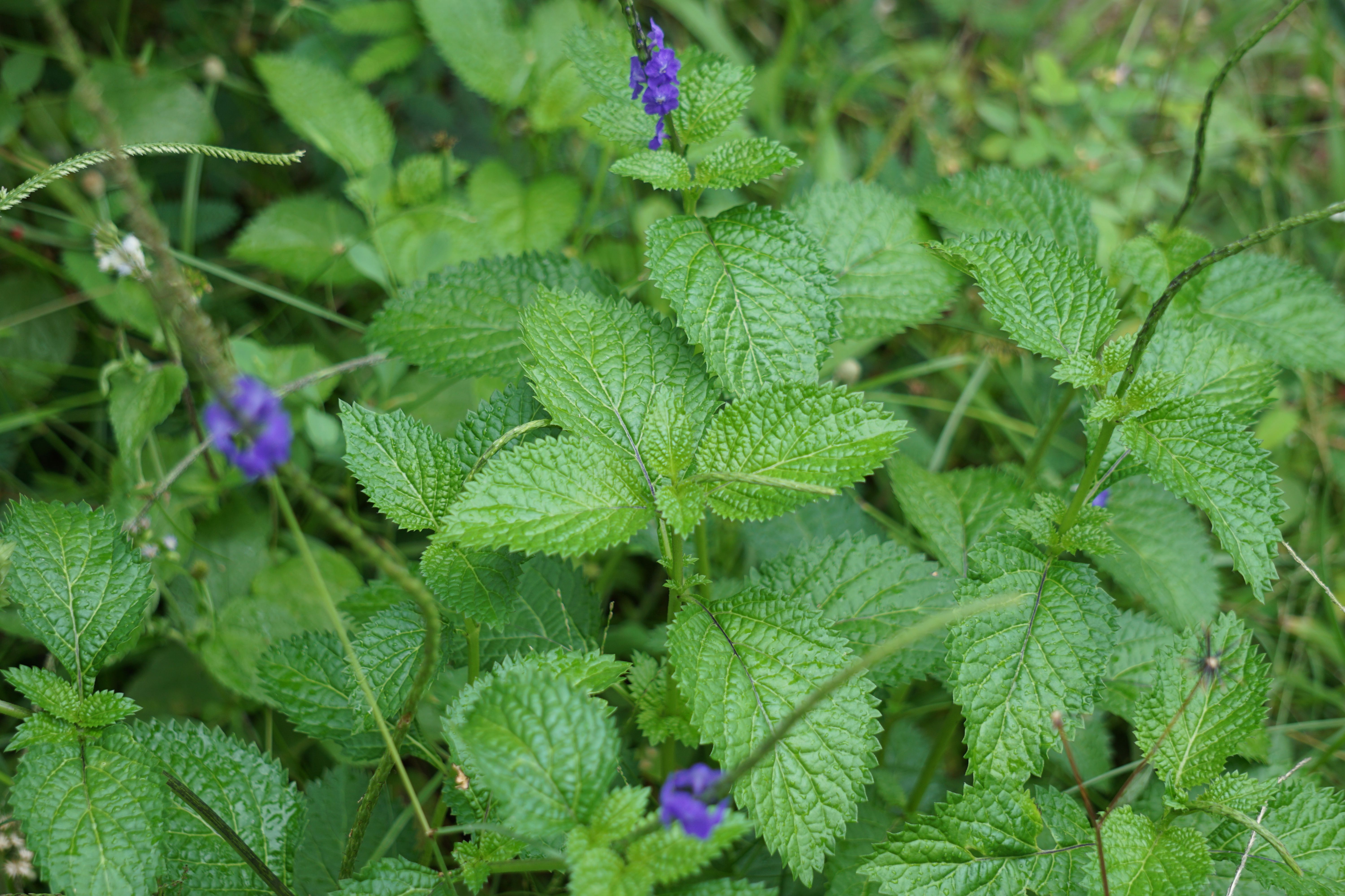Stachytarpheta jamaicensis. Vervain herbal tea ready to steep for detox and relaxation.