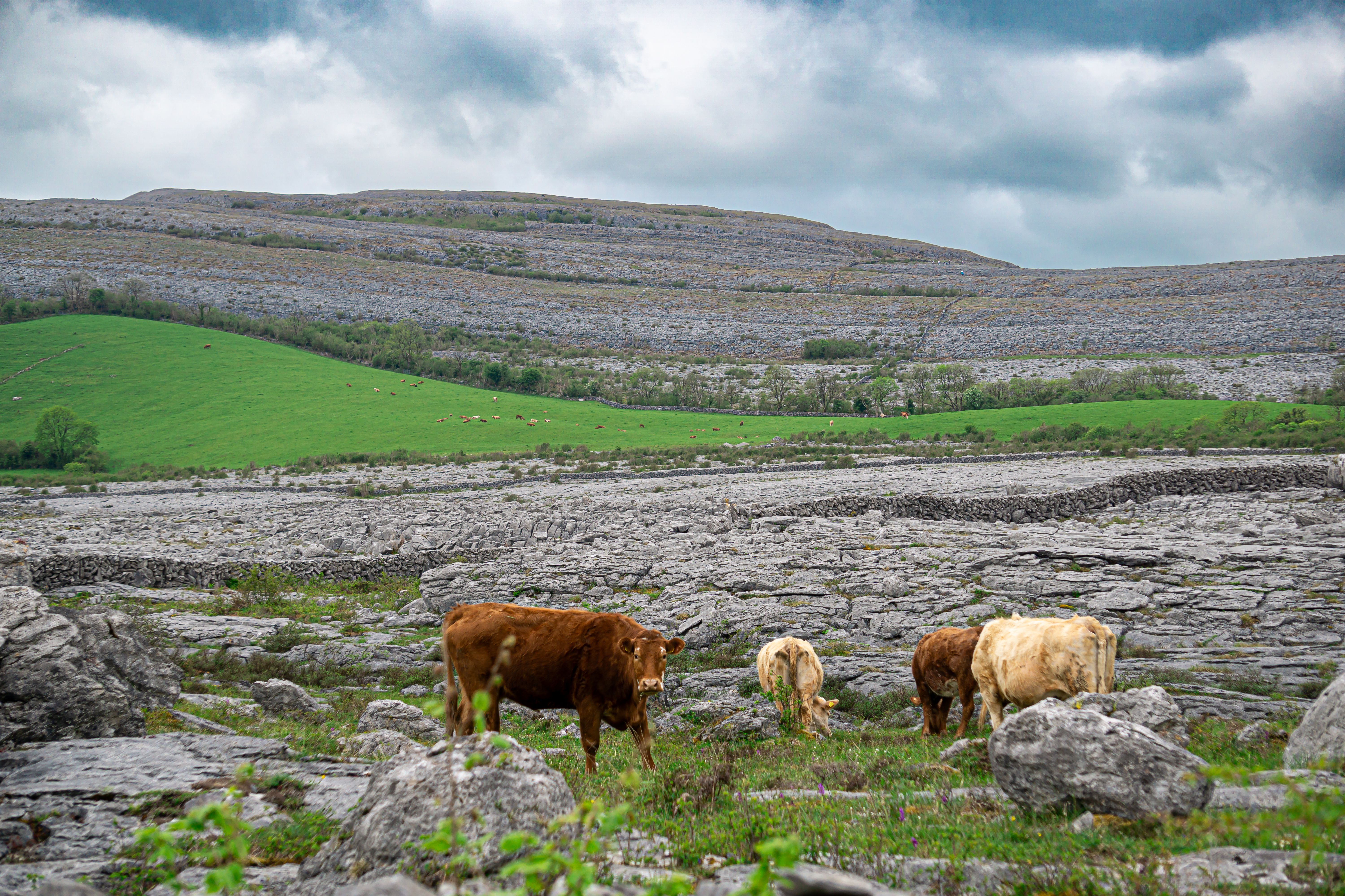Group of cows at The Burren geopark in County Clare, Ireland