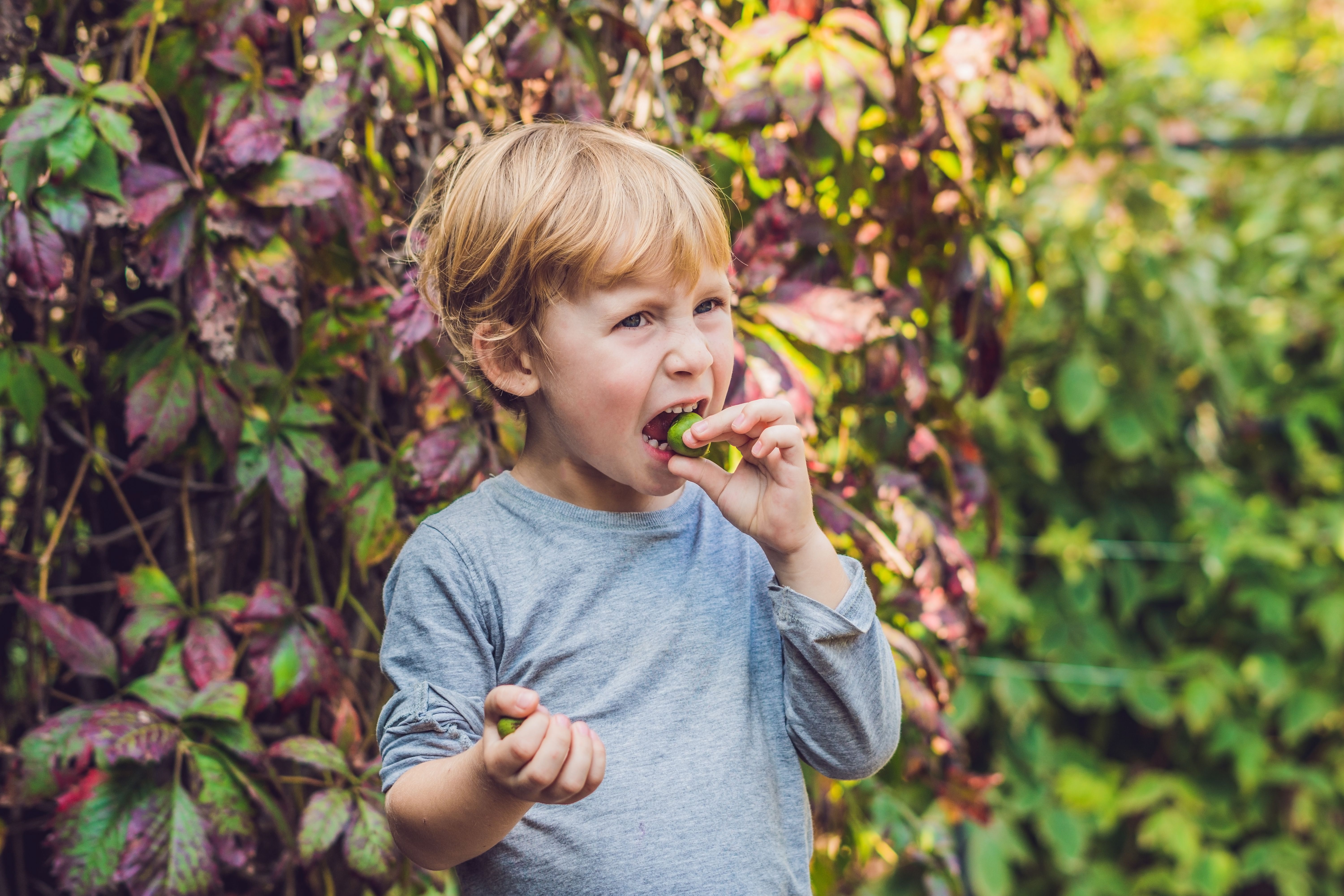 New Zealand exotic food. Berry nergi, or small kiwi. Child picking Green baby kiwi fruit actinidia arguta New Zealand exotic food. Berry nergi, or small kiwi. Child picking Green baby kiwi fruit actinidia arguta