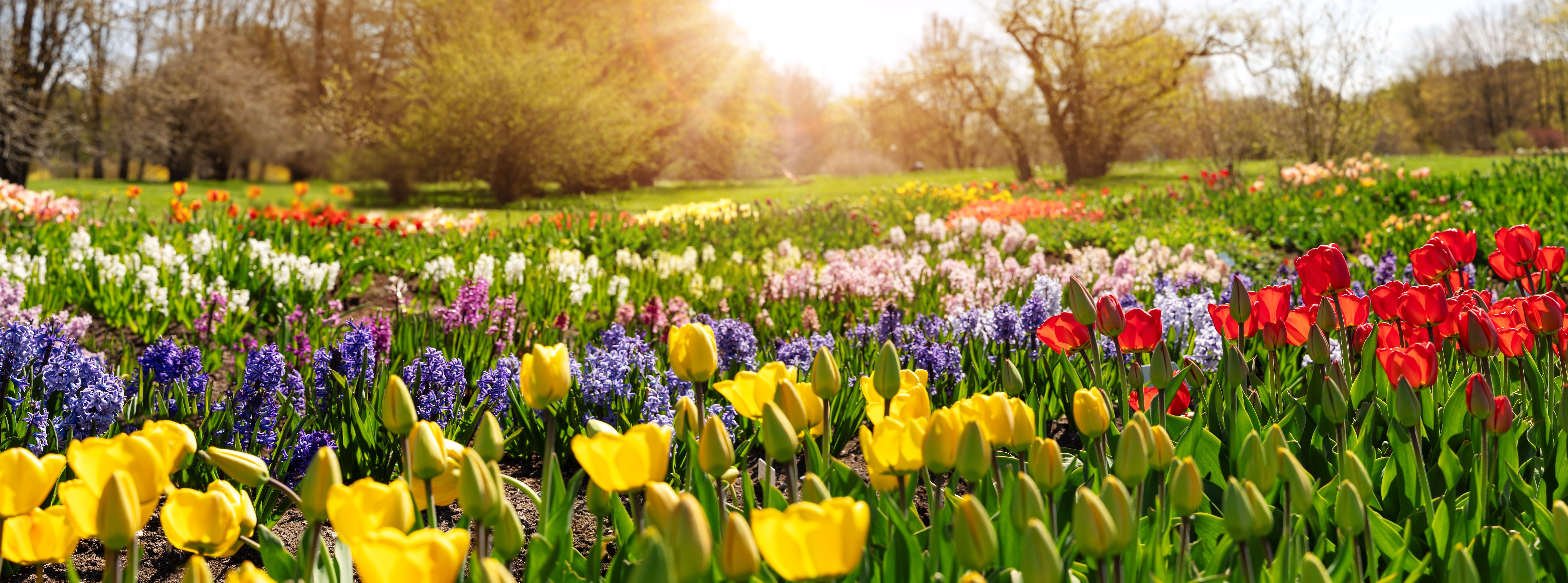 spring flowers garden