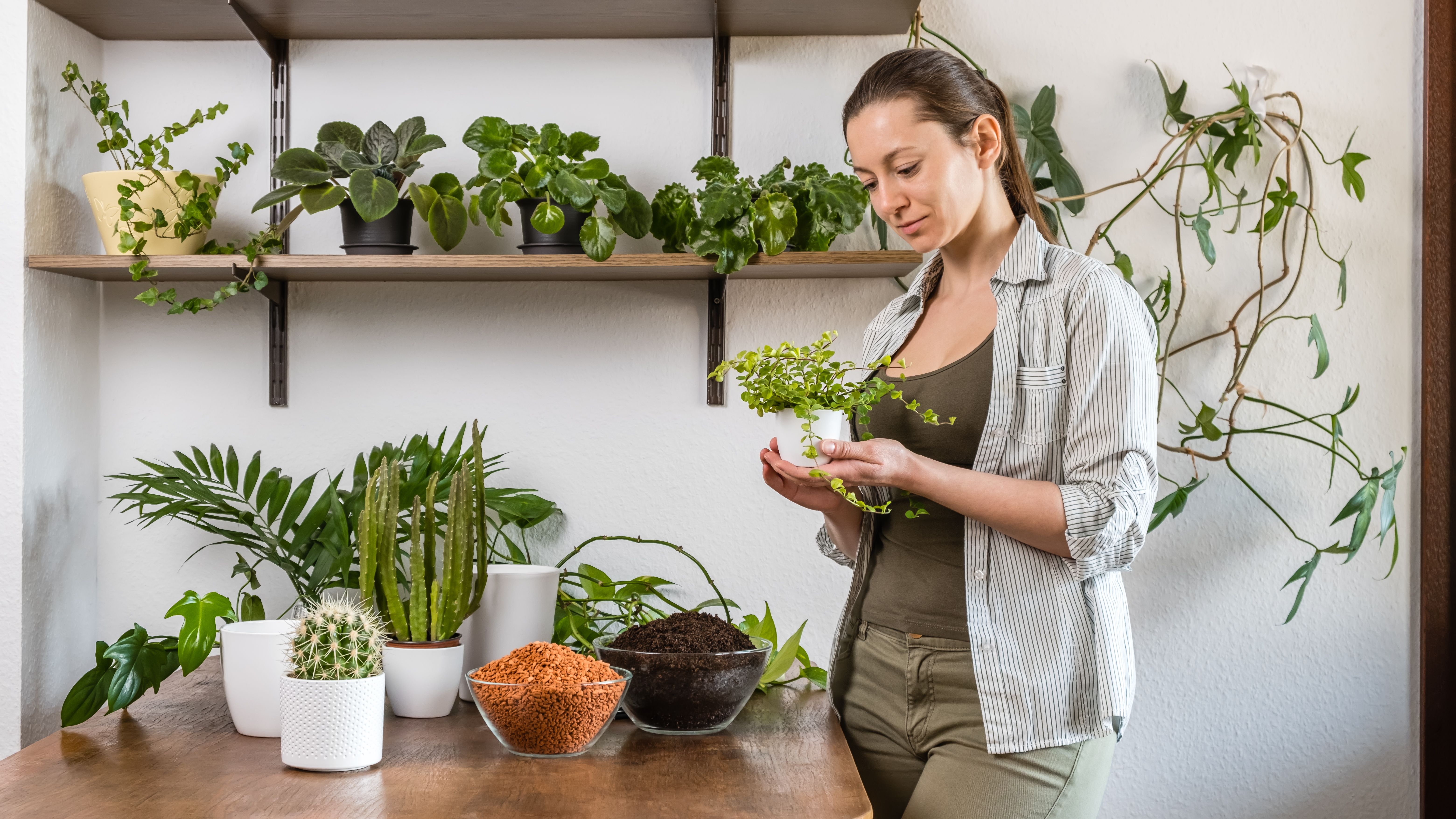 Young caucasian woman gardener holds green plant in white flowerpot for transplanting in hand. Plants, cacti, drainage and soil on wooden table. Indoor planting and gardening. DIY home garden Young caucasian woman gardener holds green plant in white flowerpot for transplanting in hand. Plants, cacti, drainage and soil on wooden table. Indoor planting and gardening. DIY home garden