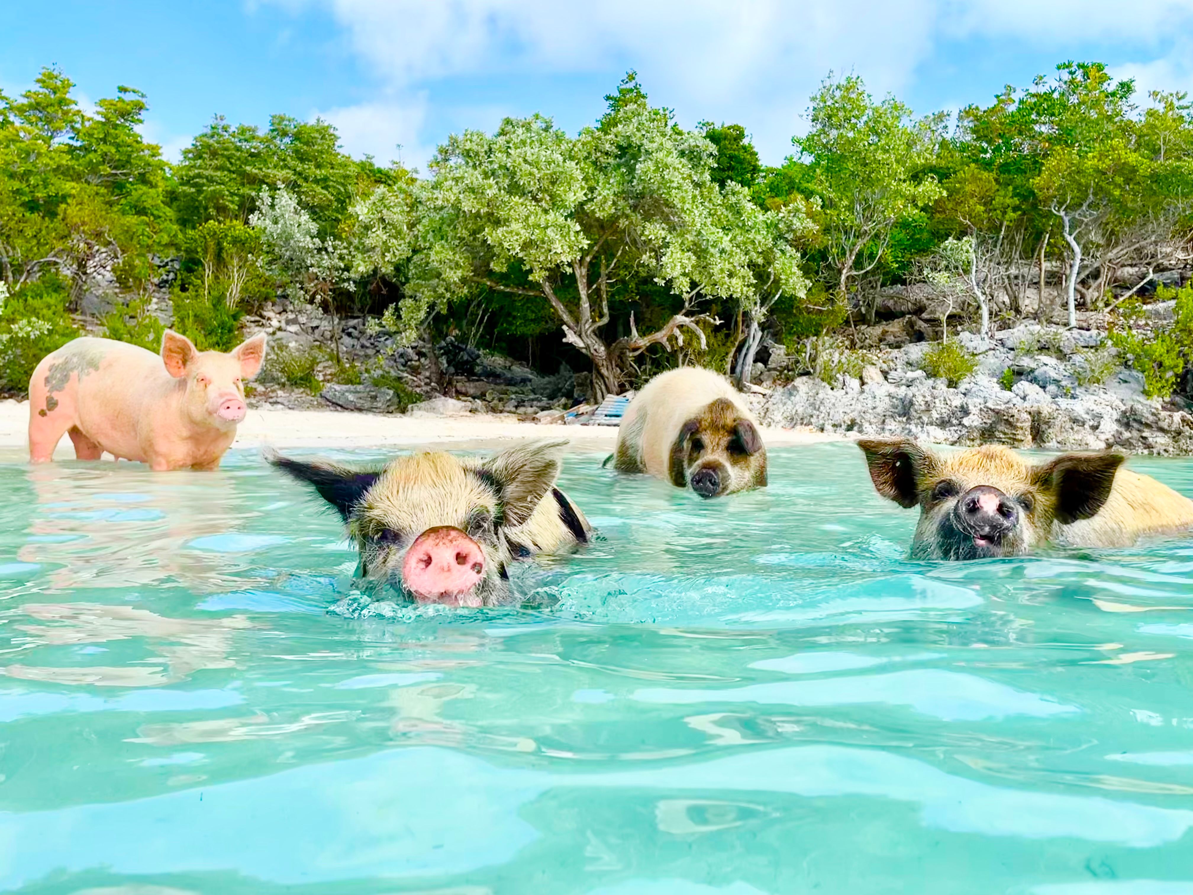 swimming pigs