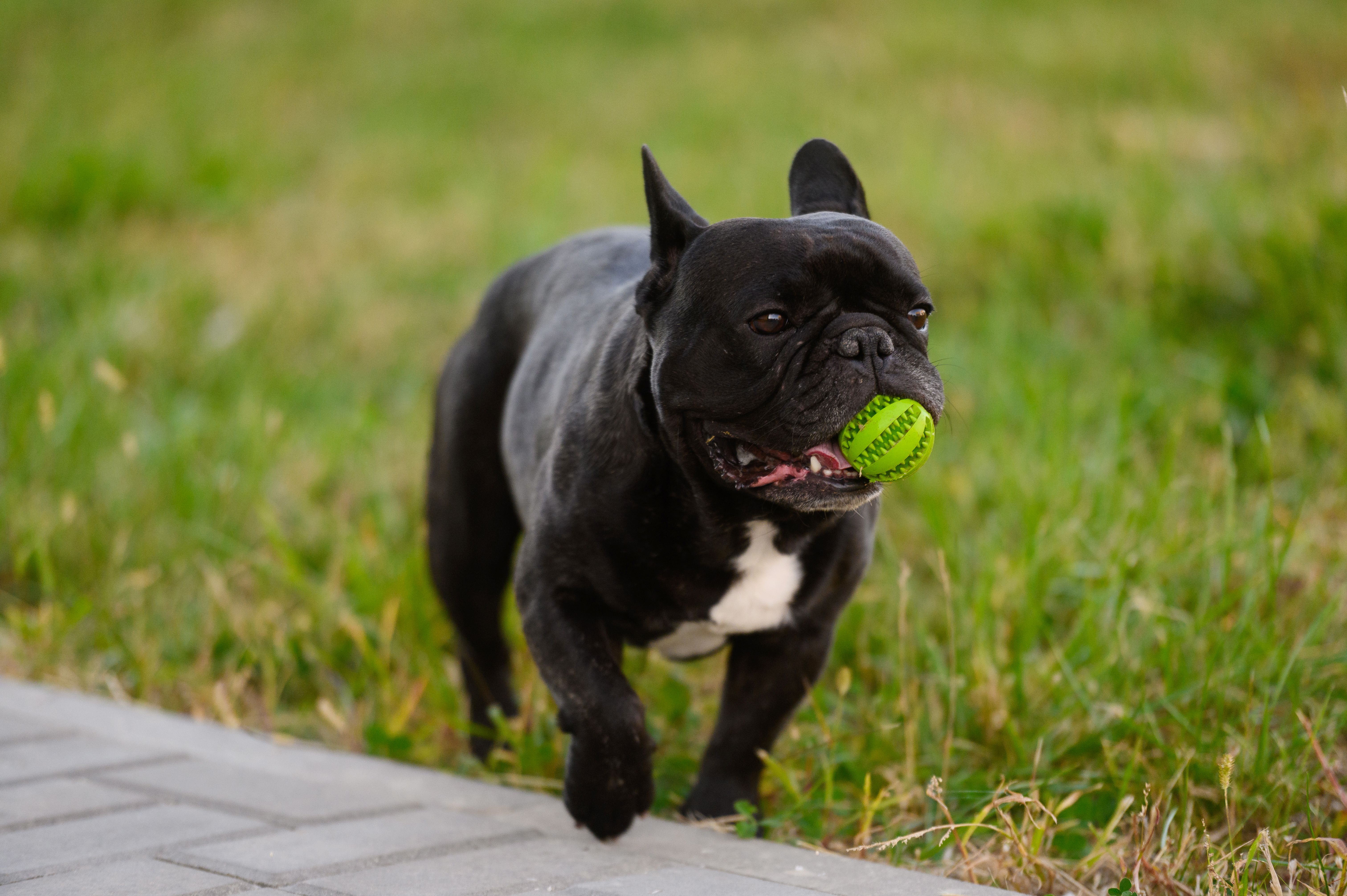 Playful French bulldog dog runs through grass with ball in its mouth. Pet is having fun in garden outdoors, running and jumping with ball towards camera. Playful French bulldog dog runs through grass with ball in its mouth. Pet is having fun in garden outdoors, running and jumping with ball towards camera.