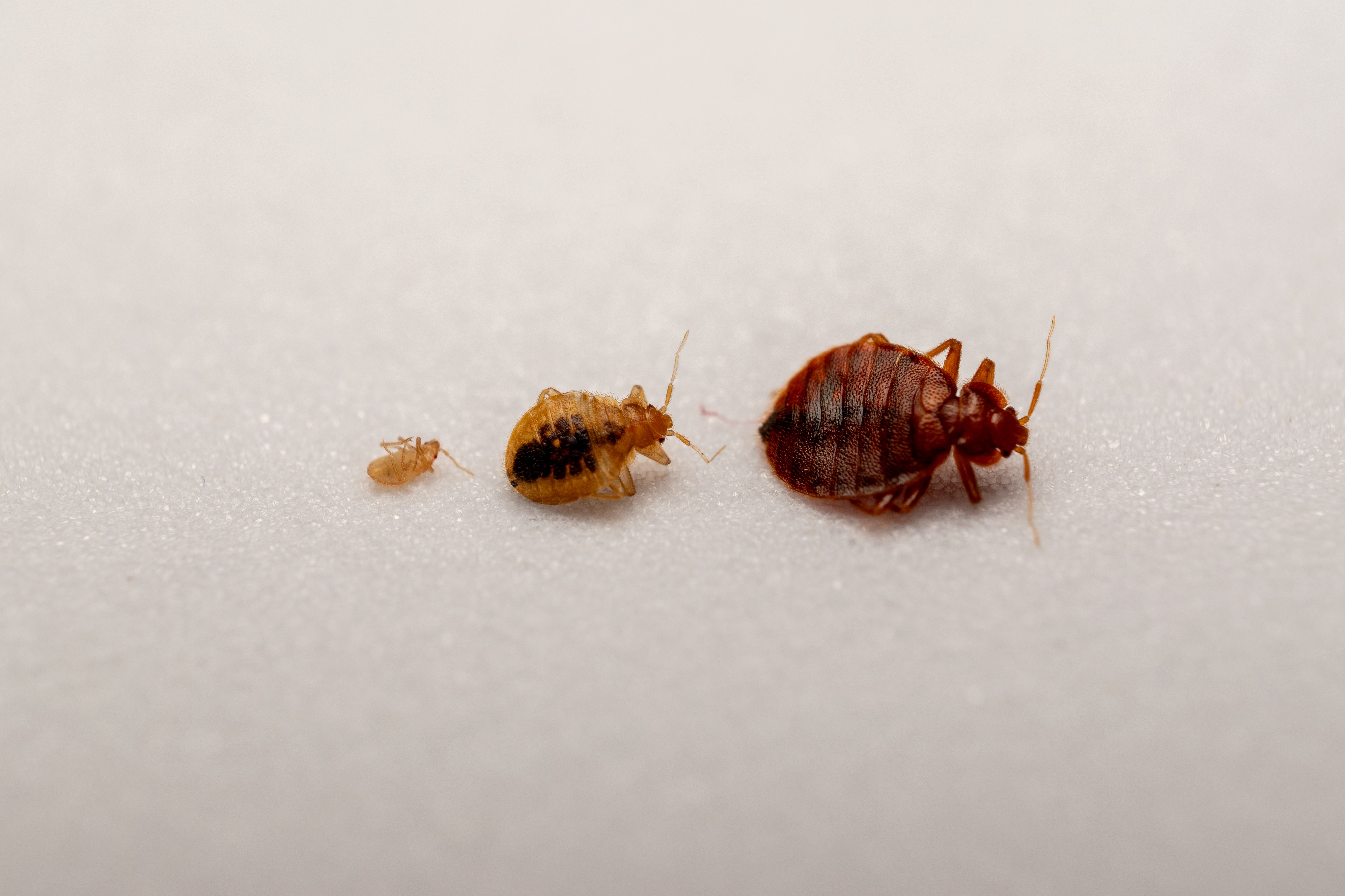 bed bug close-up