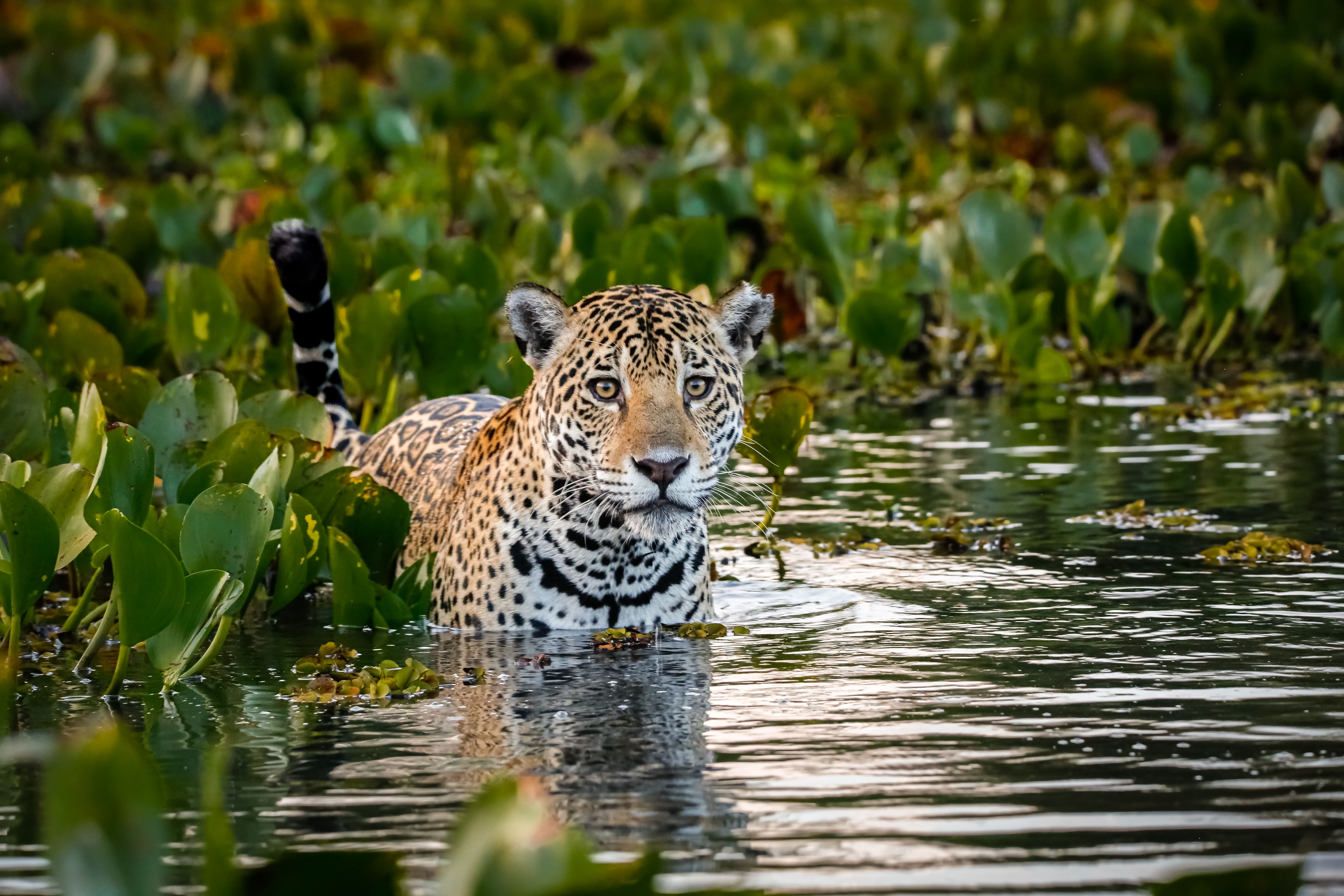 Close-up de um jovem Jaguar parado em águas rasas no Pantanal Pantanal Close-up de um jovem Jaguar parado em águas rasas no Pantanal Pantanal