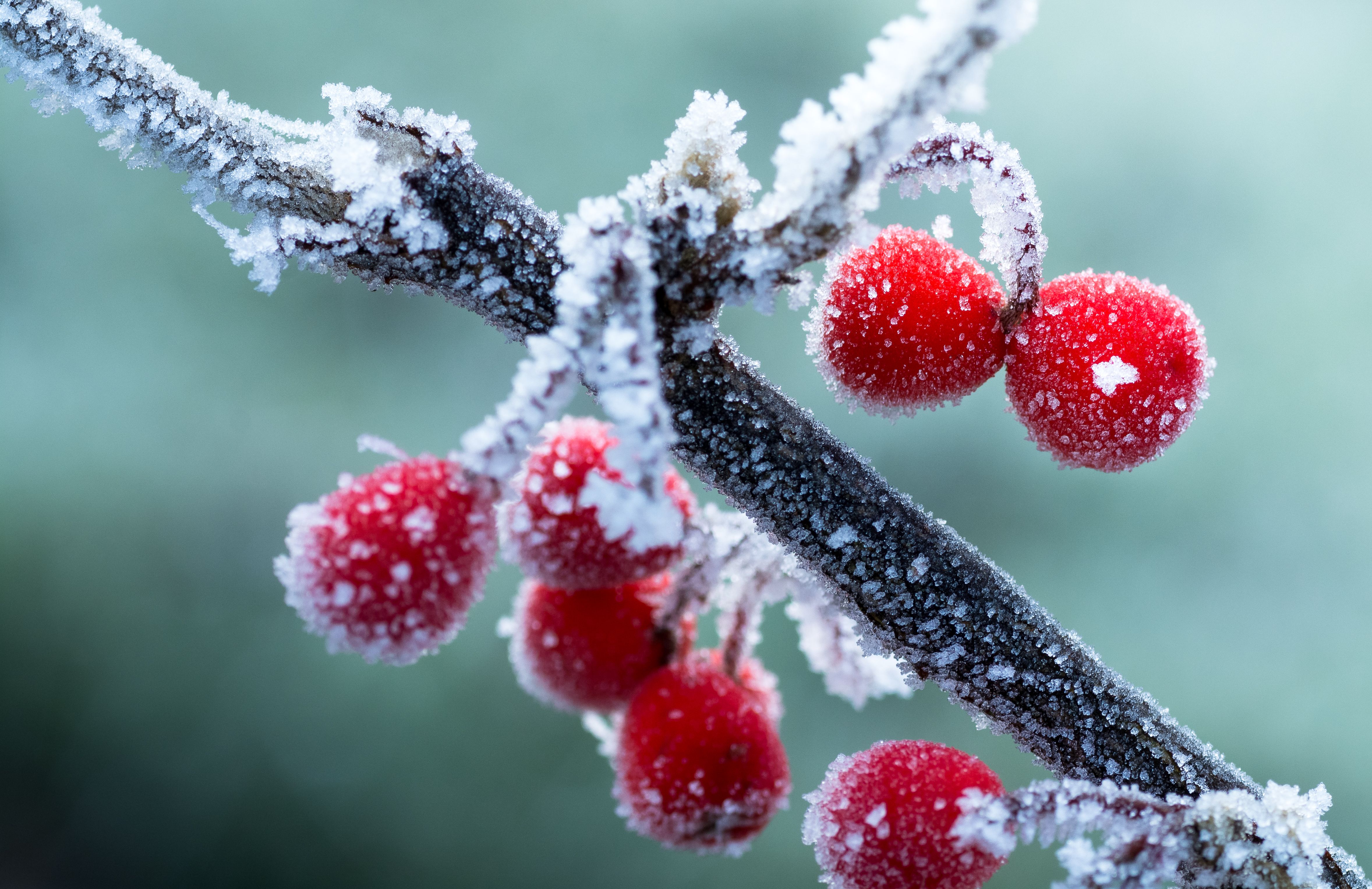Frosted Red Berries, Winter Background