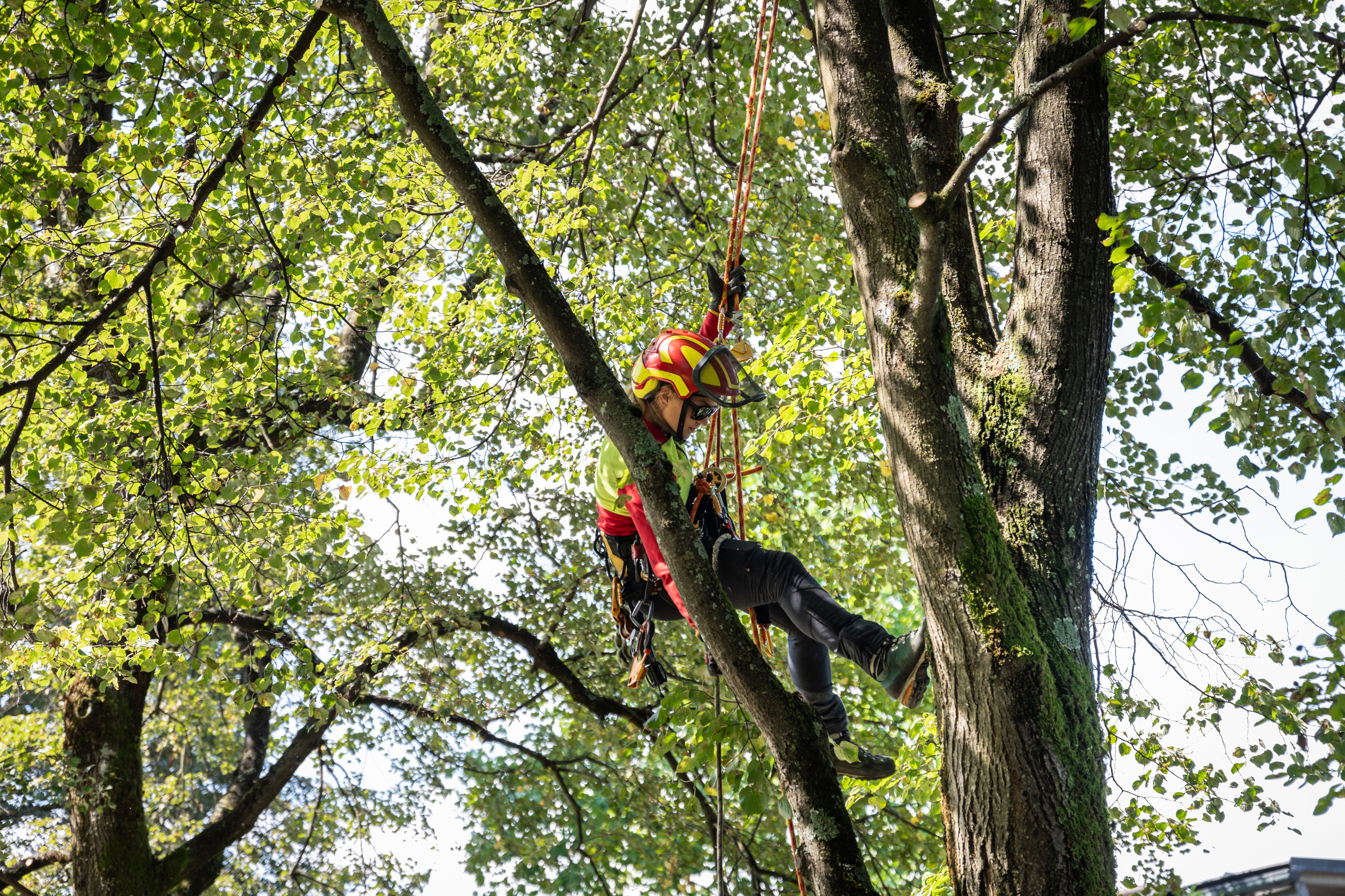 tree maintenance
