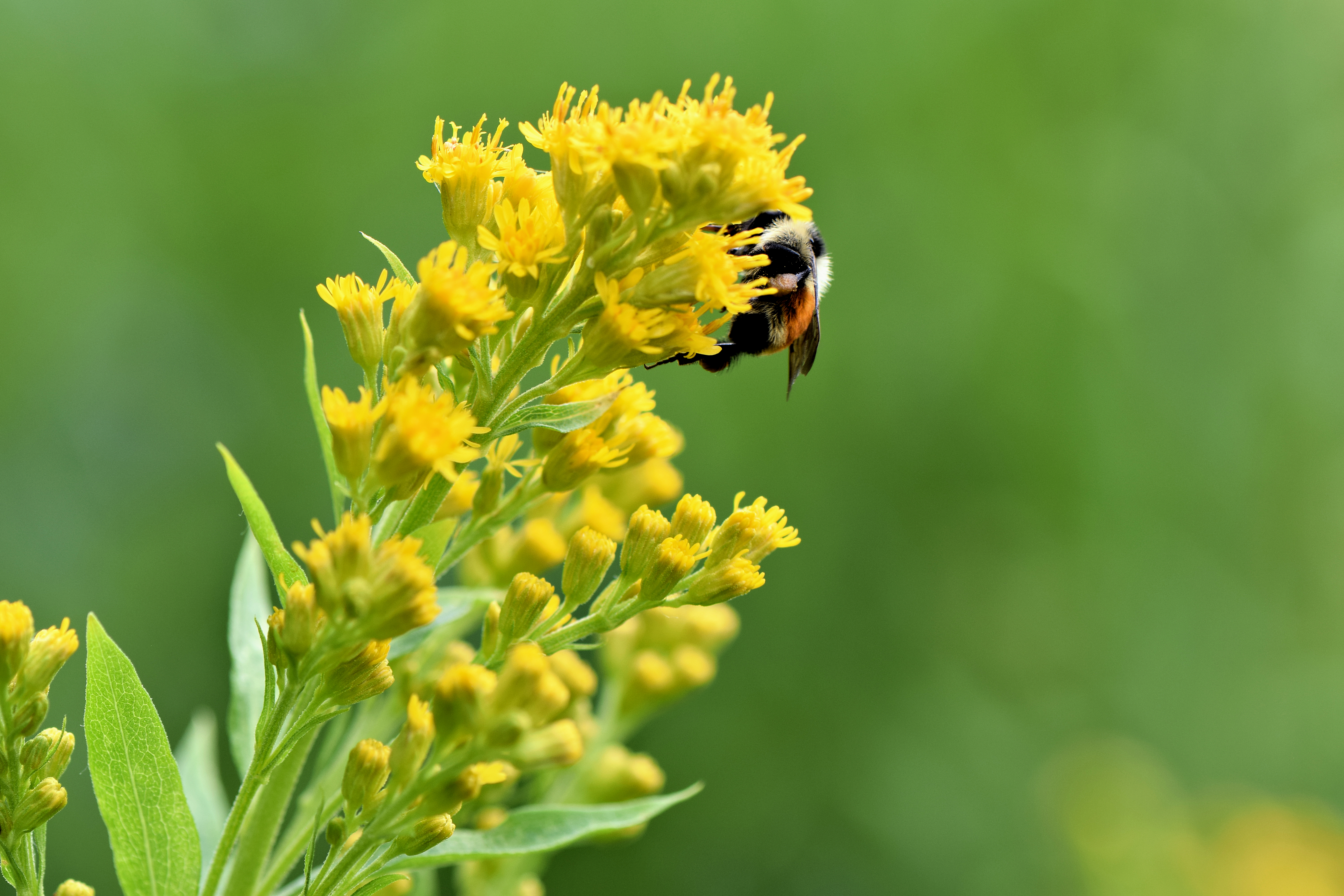 Pollination of Goldenrod Solidago Wildflower by Honey Bee